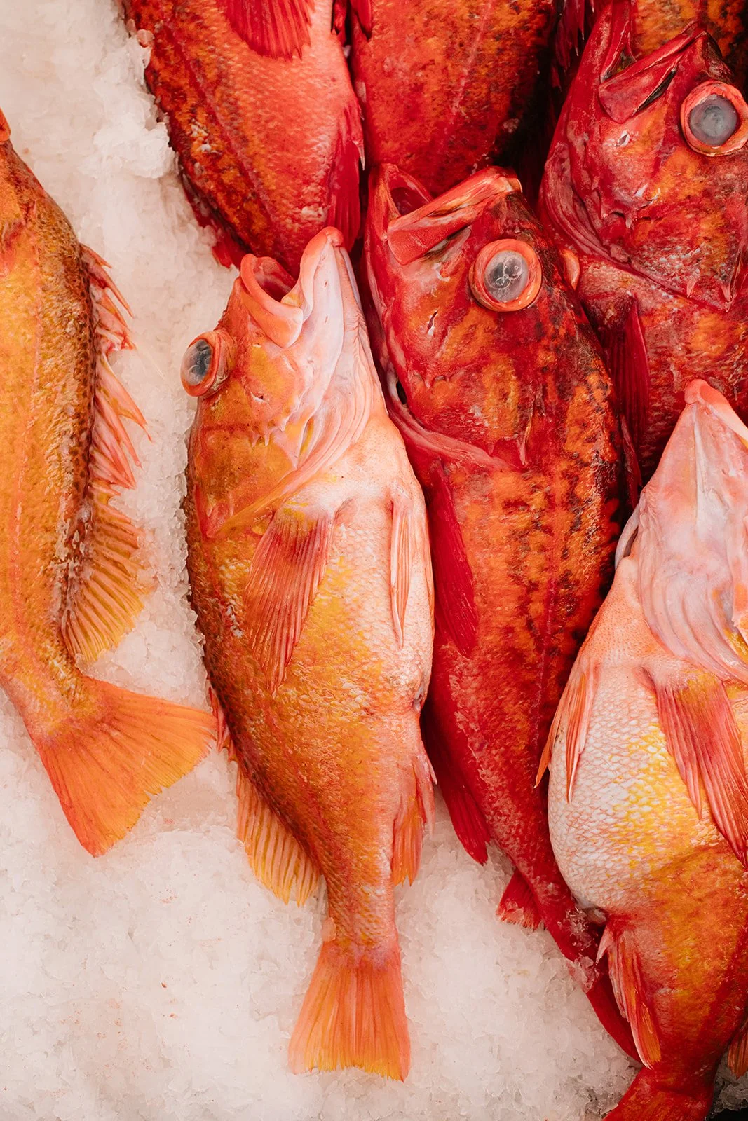 5. (insert fish name here) destined for smoke yuzu olive oil and espellette pepper (or whatever the set would be)