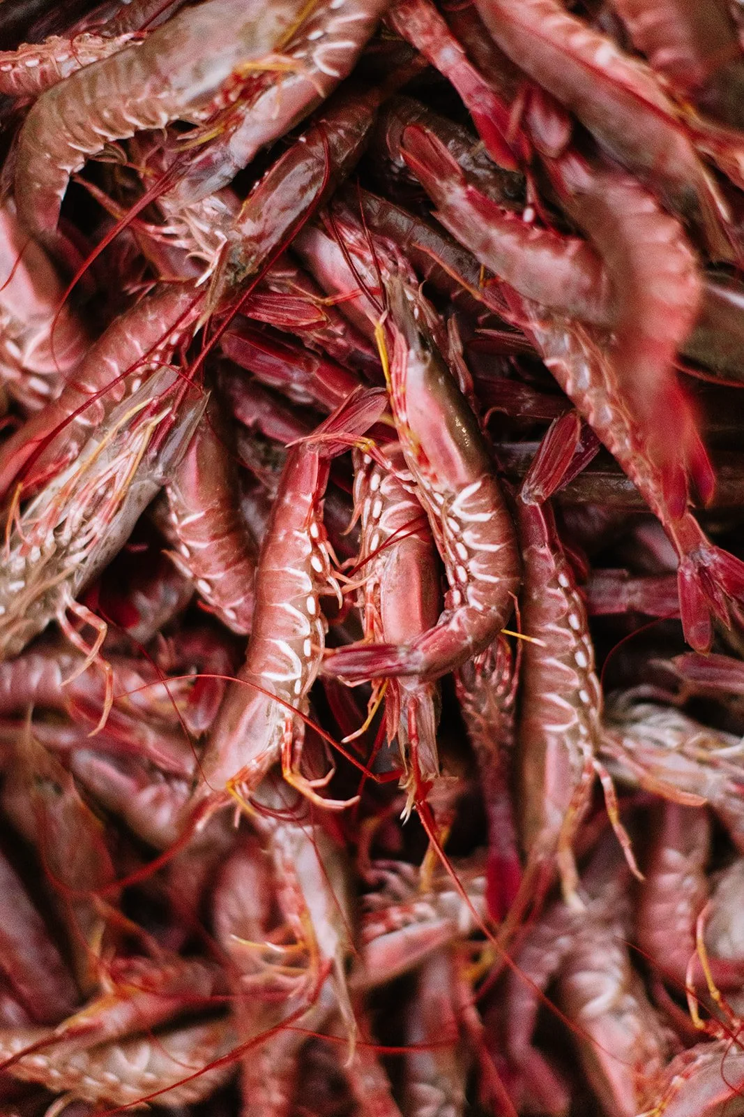 Crudo_Catherine_Dzilenski__cathdiz-4582.jpg