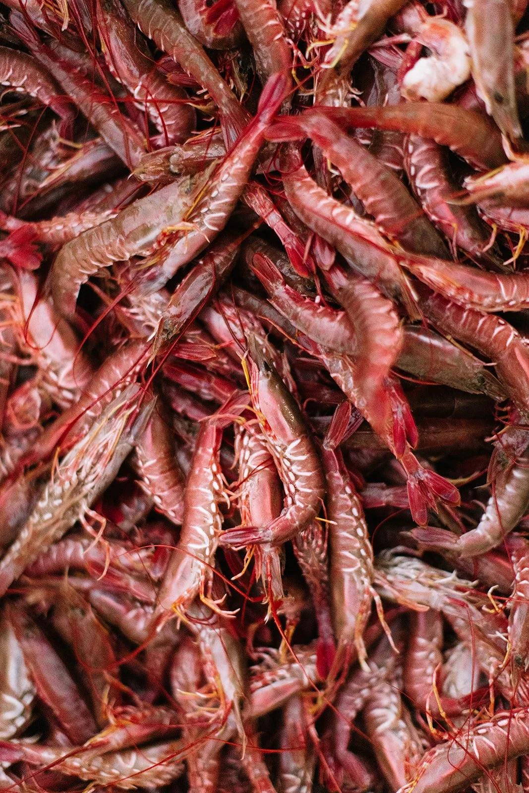 Crudo_Catherine Dzilenski__cathdiz-4581.jpg