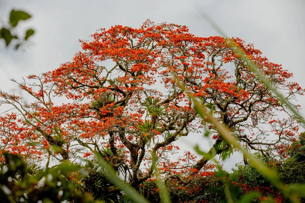 Bolivar Coffee Galery Photos —