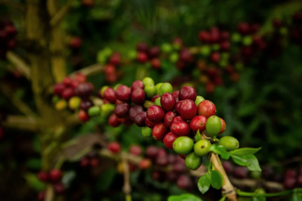 Bolivar Coffee Galery Photos —