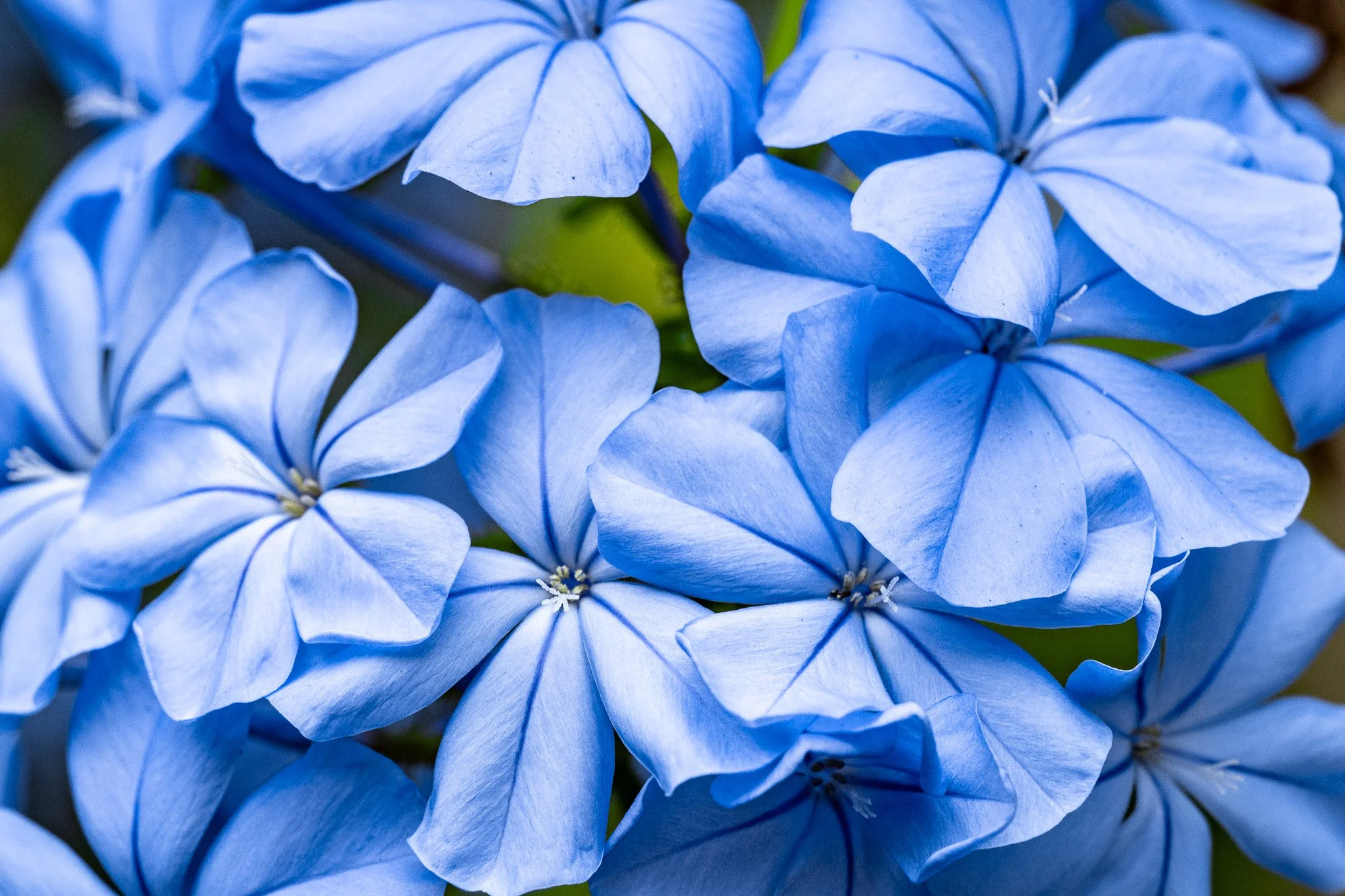 Plumbago