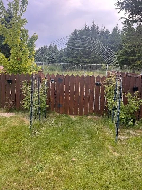 Wooden fence 4ft & 6ft high for a berry garden