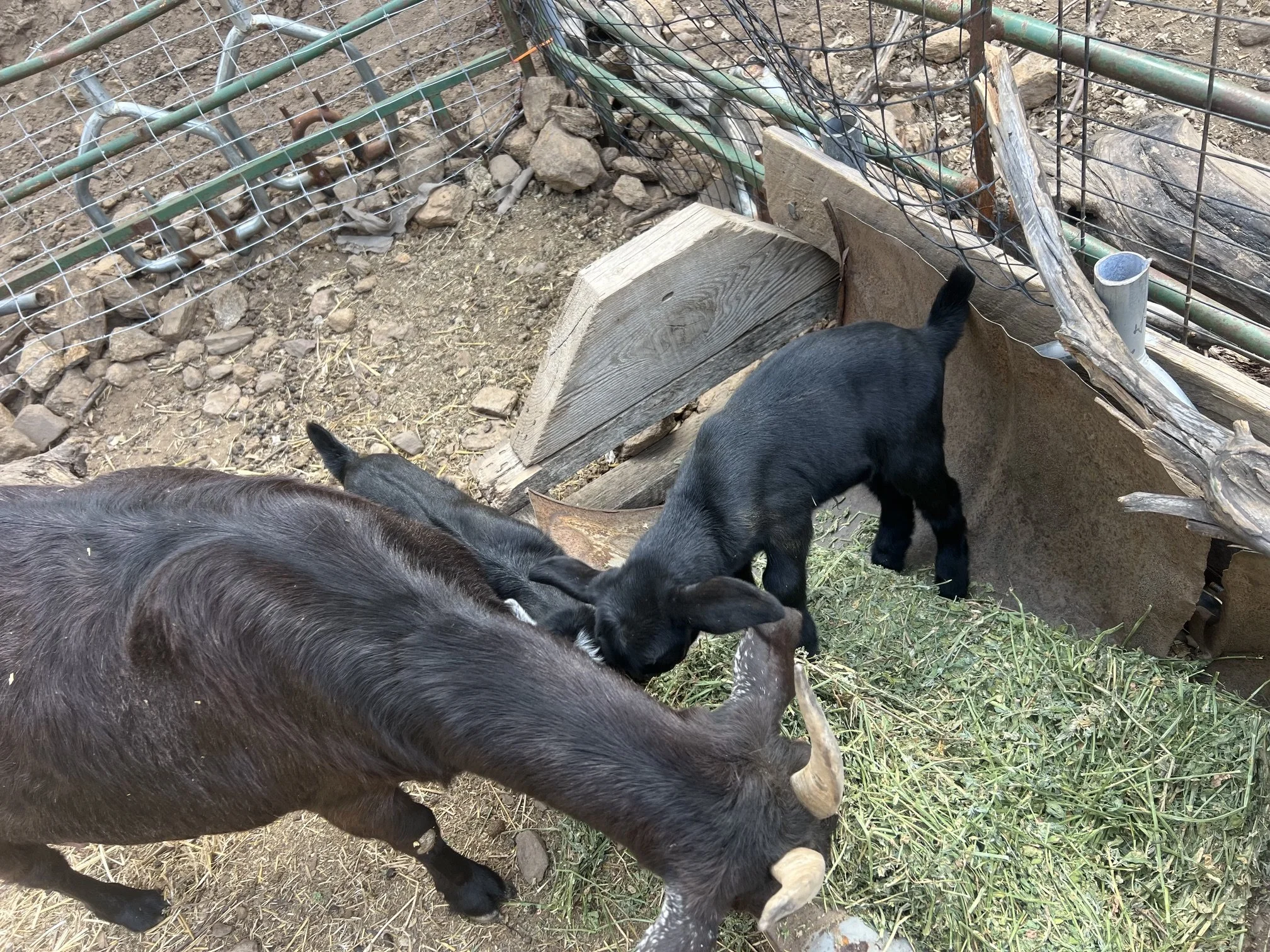image12.jpeg