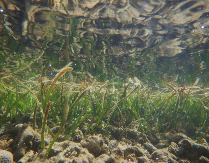Partnership to Address Degraded Seagrass Sites