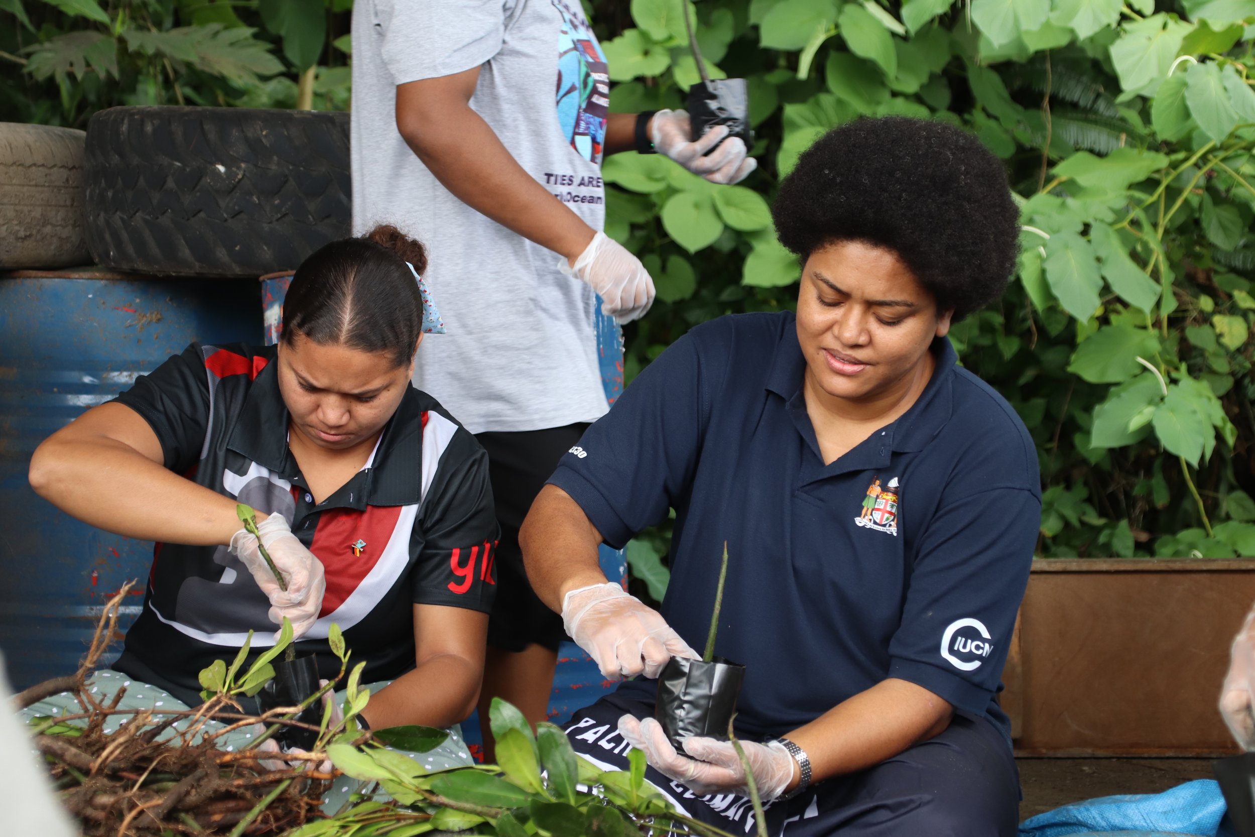 Mangroves, an integral player of the ocean ecosystem