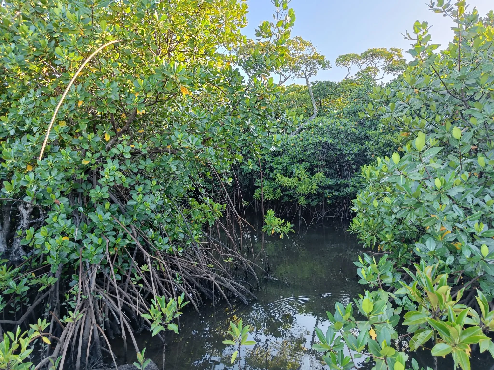 Celebrating mangroves in Fiji