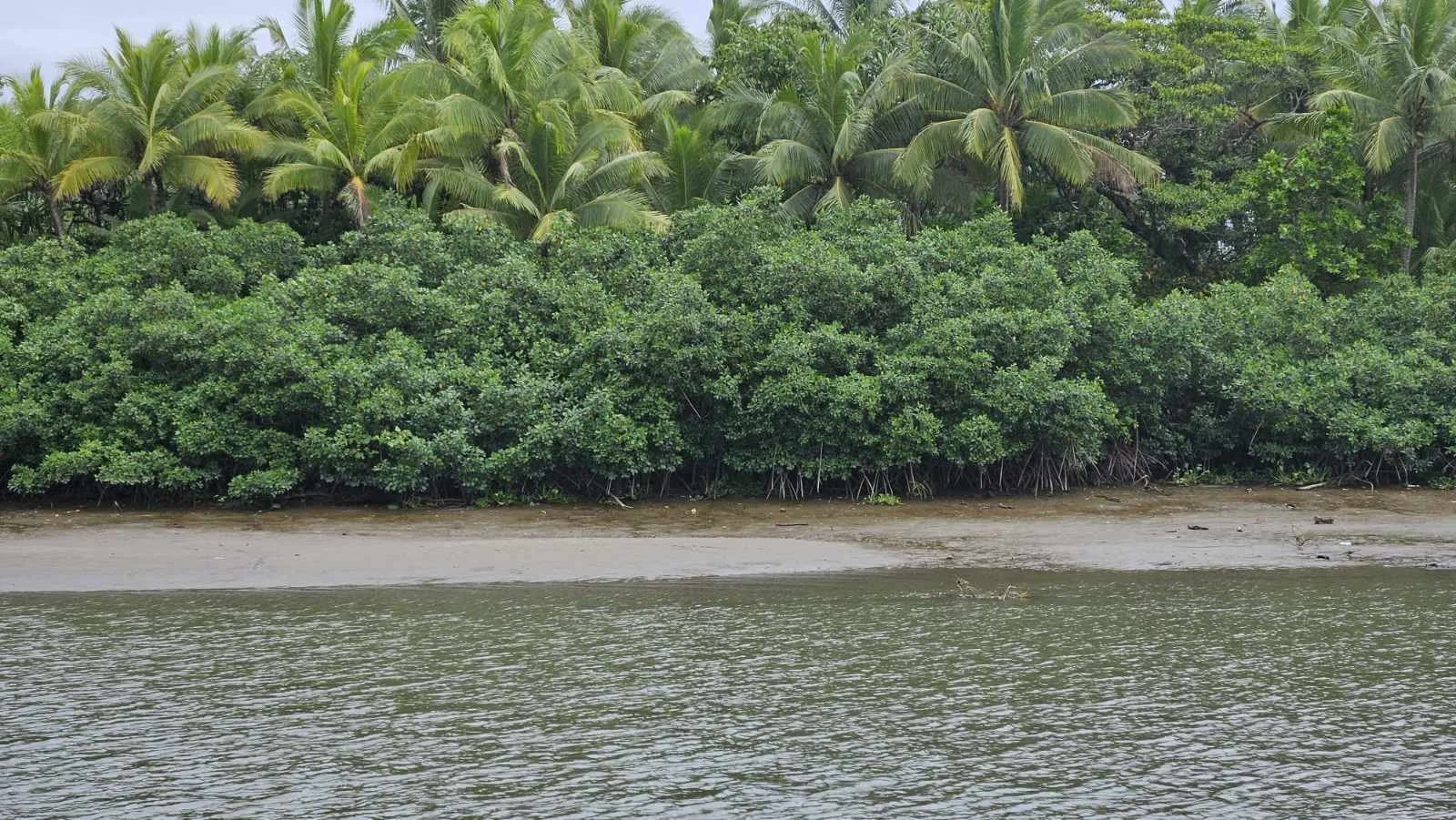 Pacific Mangrove Change Detection