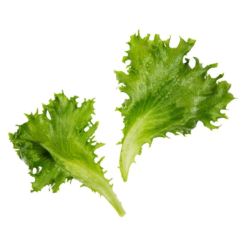 lettuce.jpg