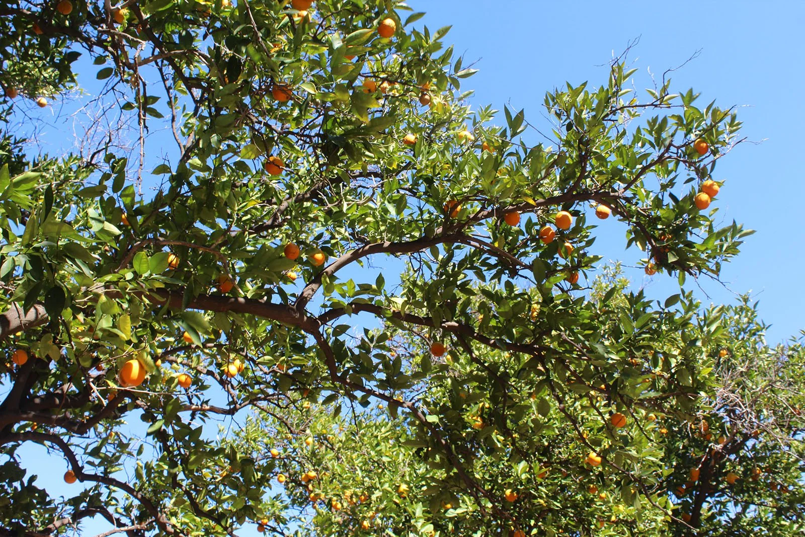 Saca- Deep Depth of Field Nature 1 s.jpg