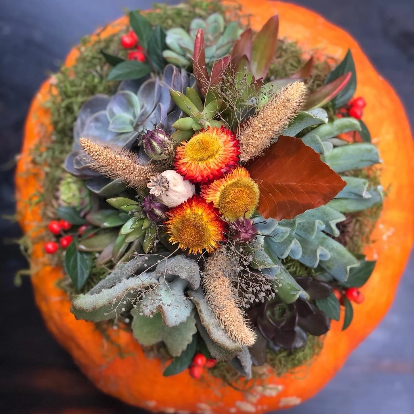 PUMPKIN SEASON IS HERE! ✨ 

Join us next Saturday for a Succulent Pumpkin Workshop! Choose from our huge selection of pumpkins, succulents, dried flowers, and moss to craft your own one-of-a-kind piece for your front porch or dining table. 🌾🪴

Fun 