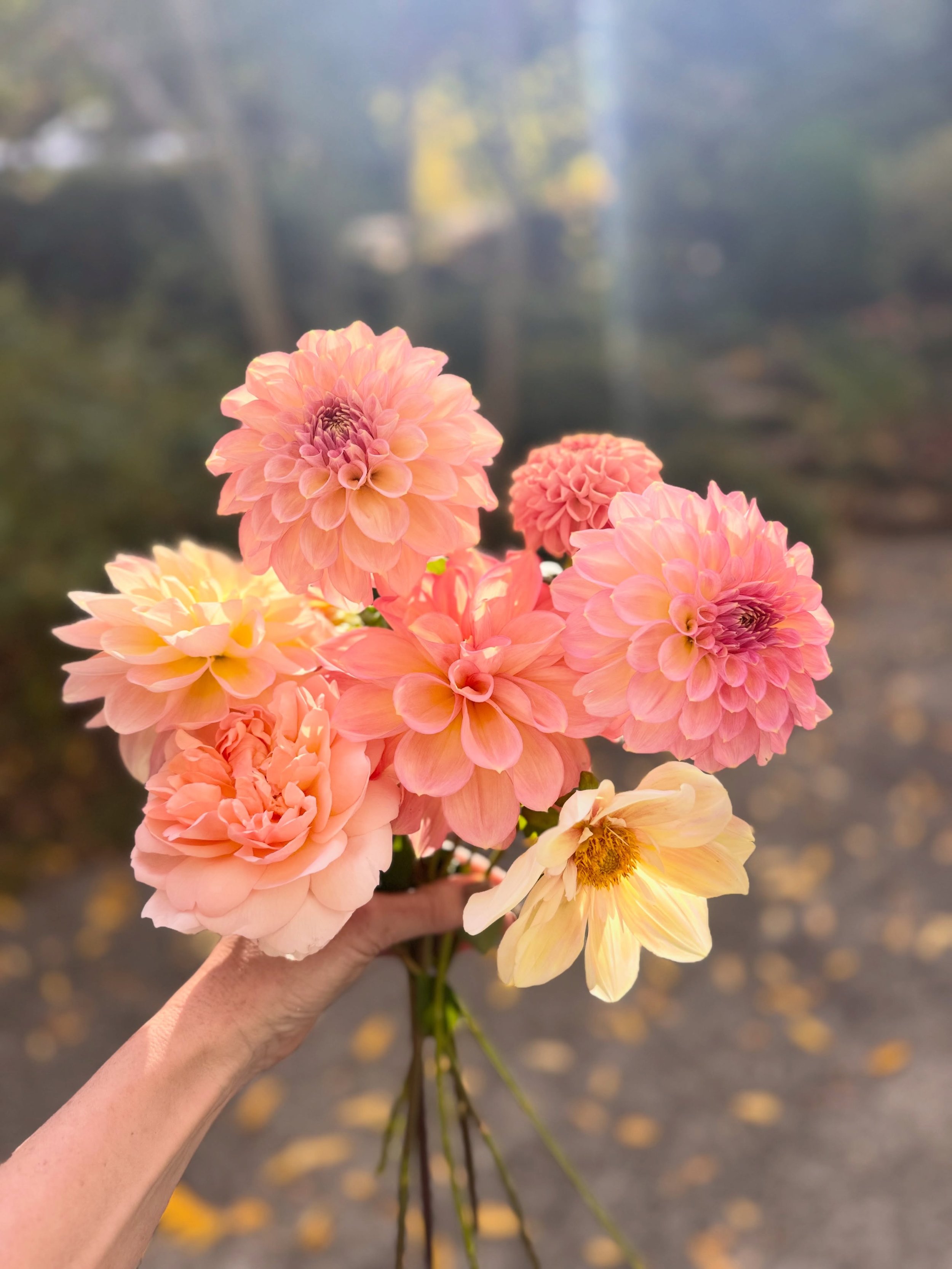 I took a walk around my garden this afternoon and discovered late-blooming dahlias (in a dreamy soft palette), Japanese anemones, a few garden roses, and a couple of other flowers giving their last flush. I think the garden is a tiny bit confused by 