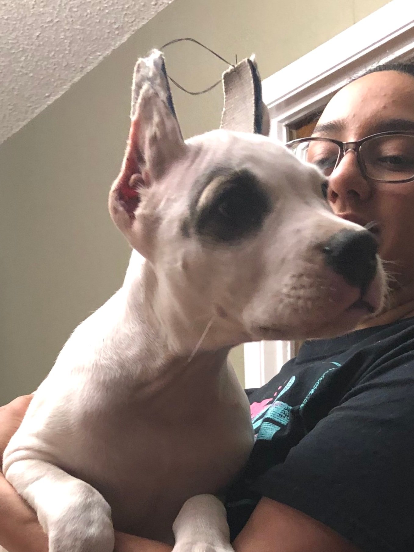 A person holding a Dogo Argentino with black markings on its face, sitting indoors near a window.