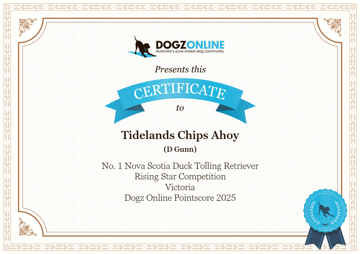 Cookie is the #1 Victorian Rising Star Nova Scotia Duck Tolling Retriever in the 2025 Dogzonline point score, which recognises young, up-and-coming show dogs (under 18 months) in Australia.