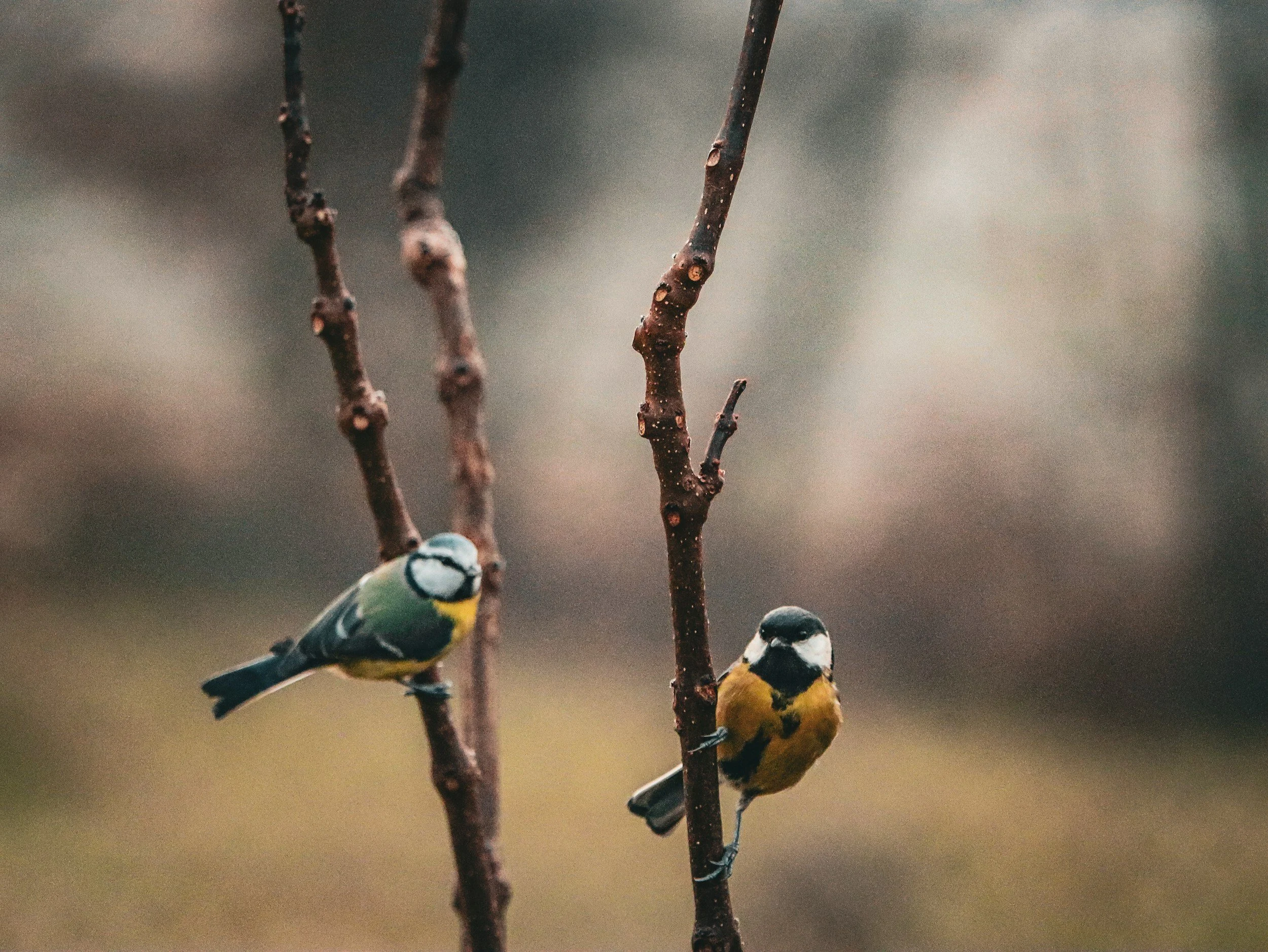 Two colorful birds perched on thin, brown, leafless branches with a blurred background.