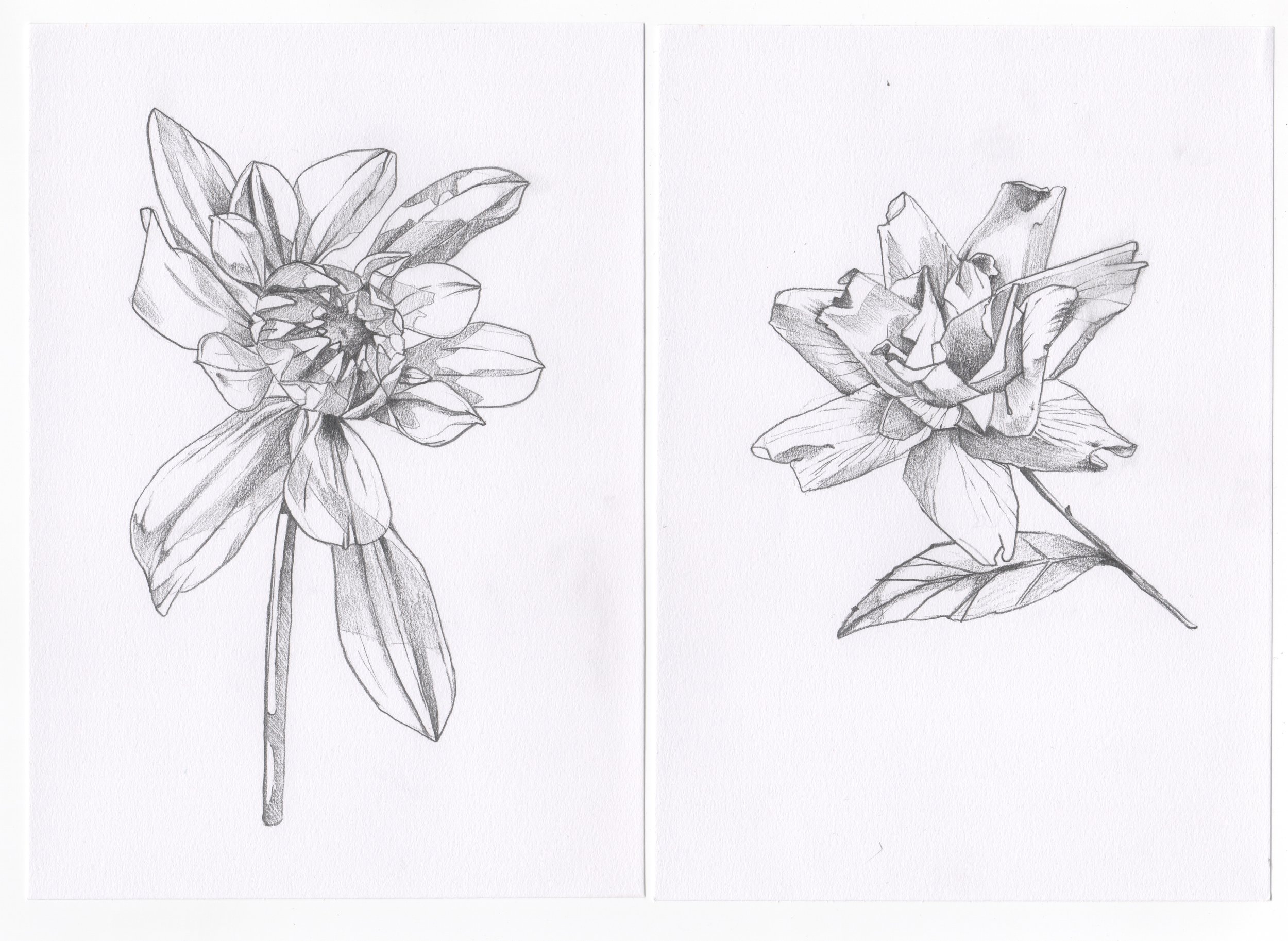 Flower 3.jpeg
