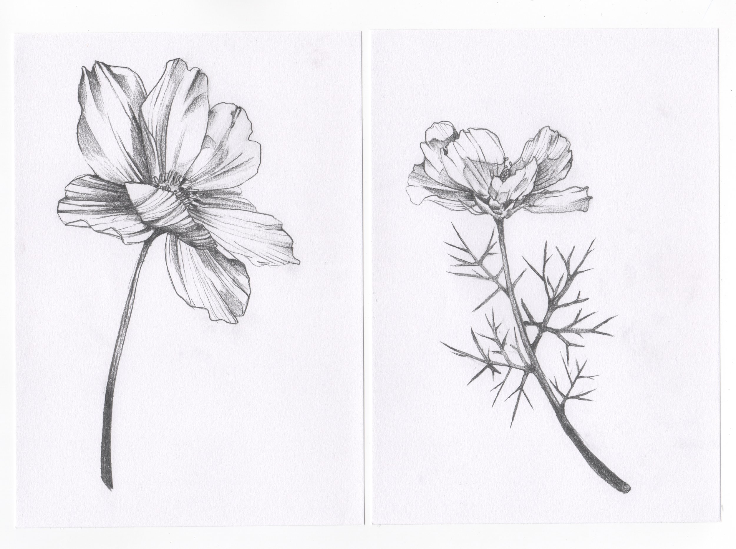 Flower 2.jpeg
