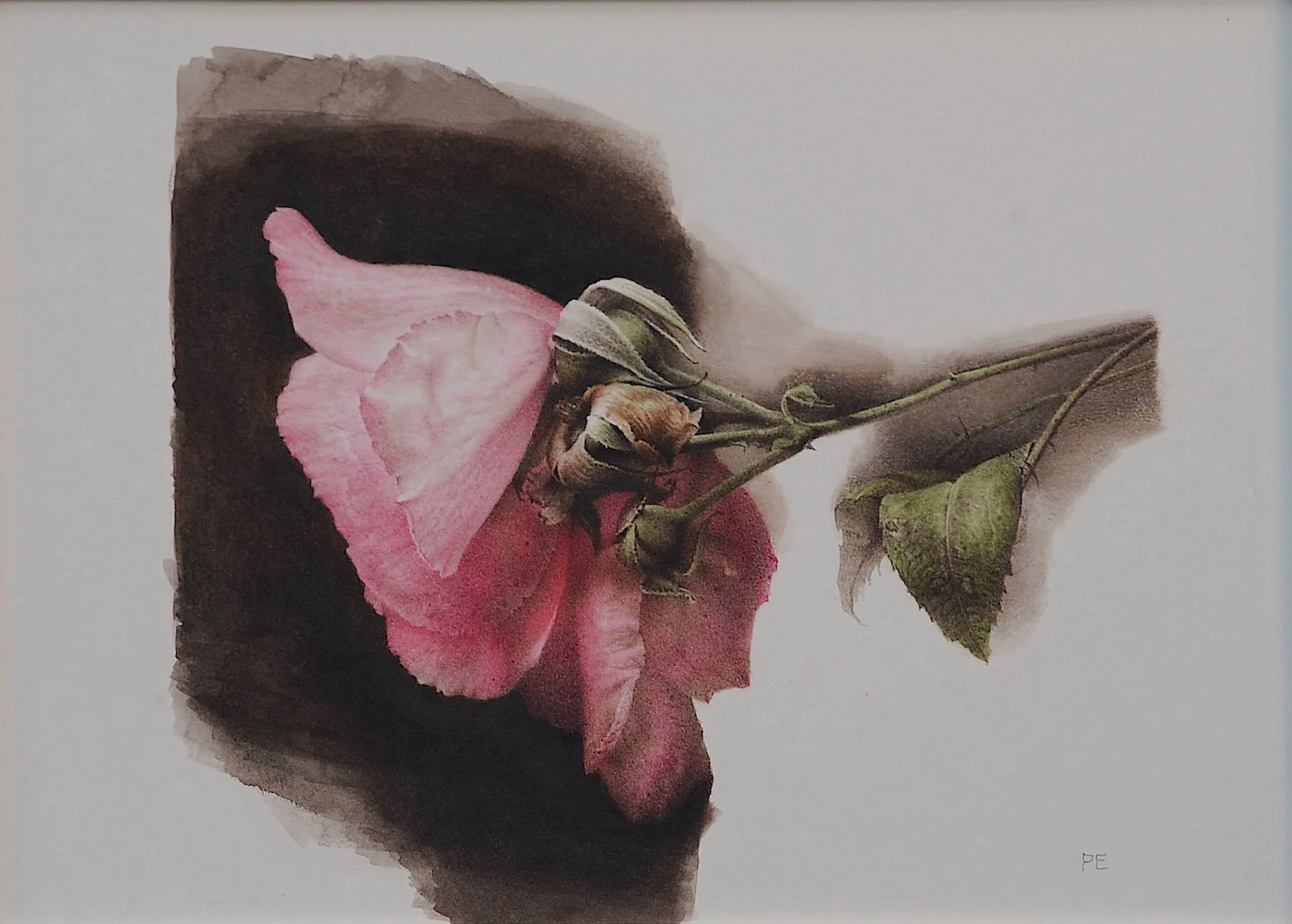 'Flower painting [No.80] French Rose'. Watercolour on Museum Board. 17cm x 26cm. 