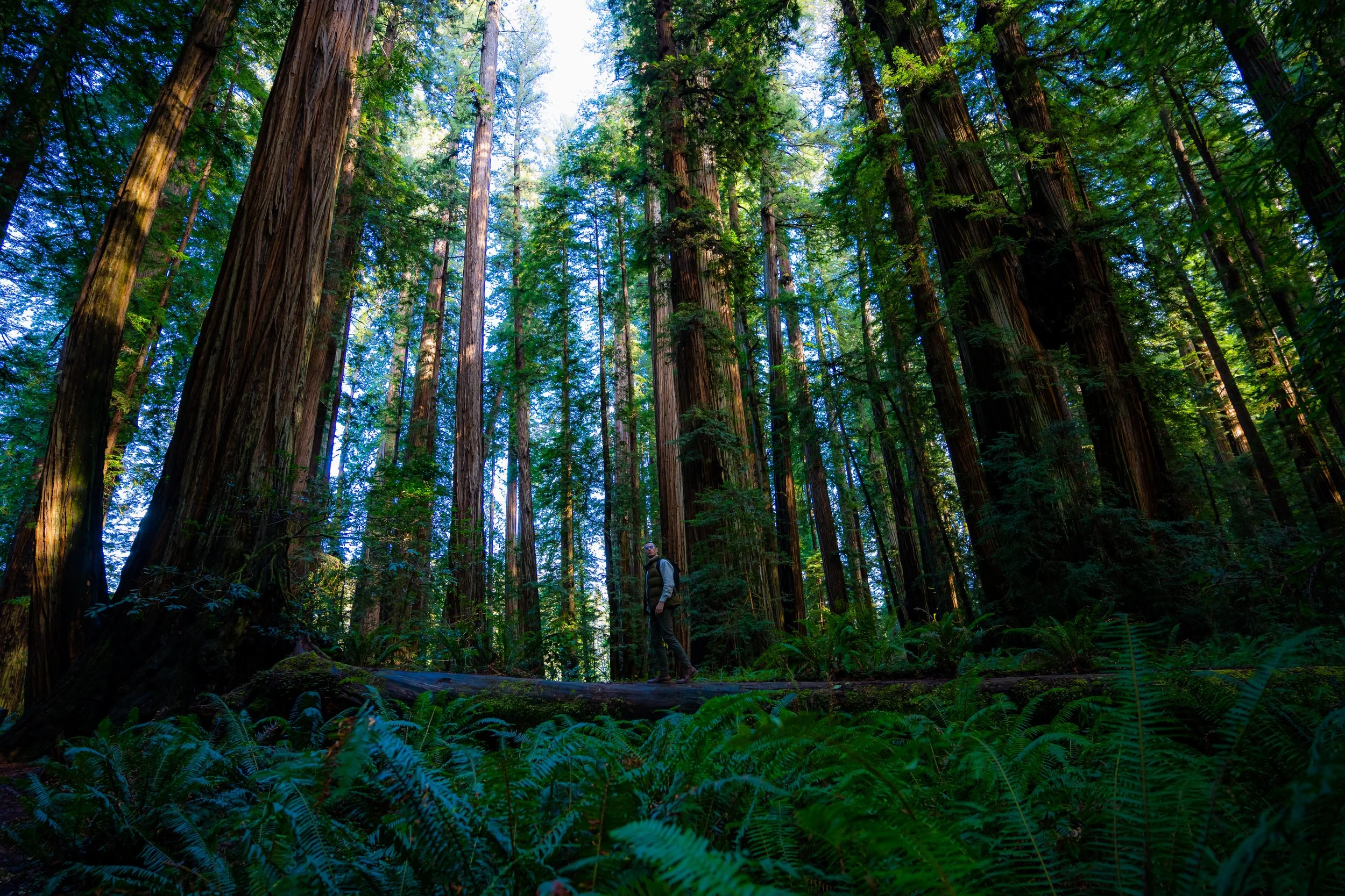 A person standing in a dense forest of tall, redwood trees with green foliage, sunlight filtering through the canopy.