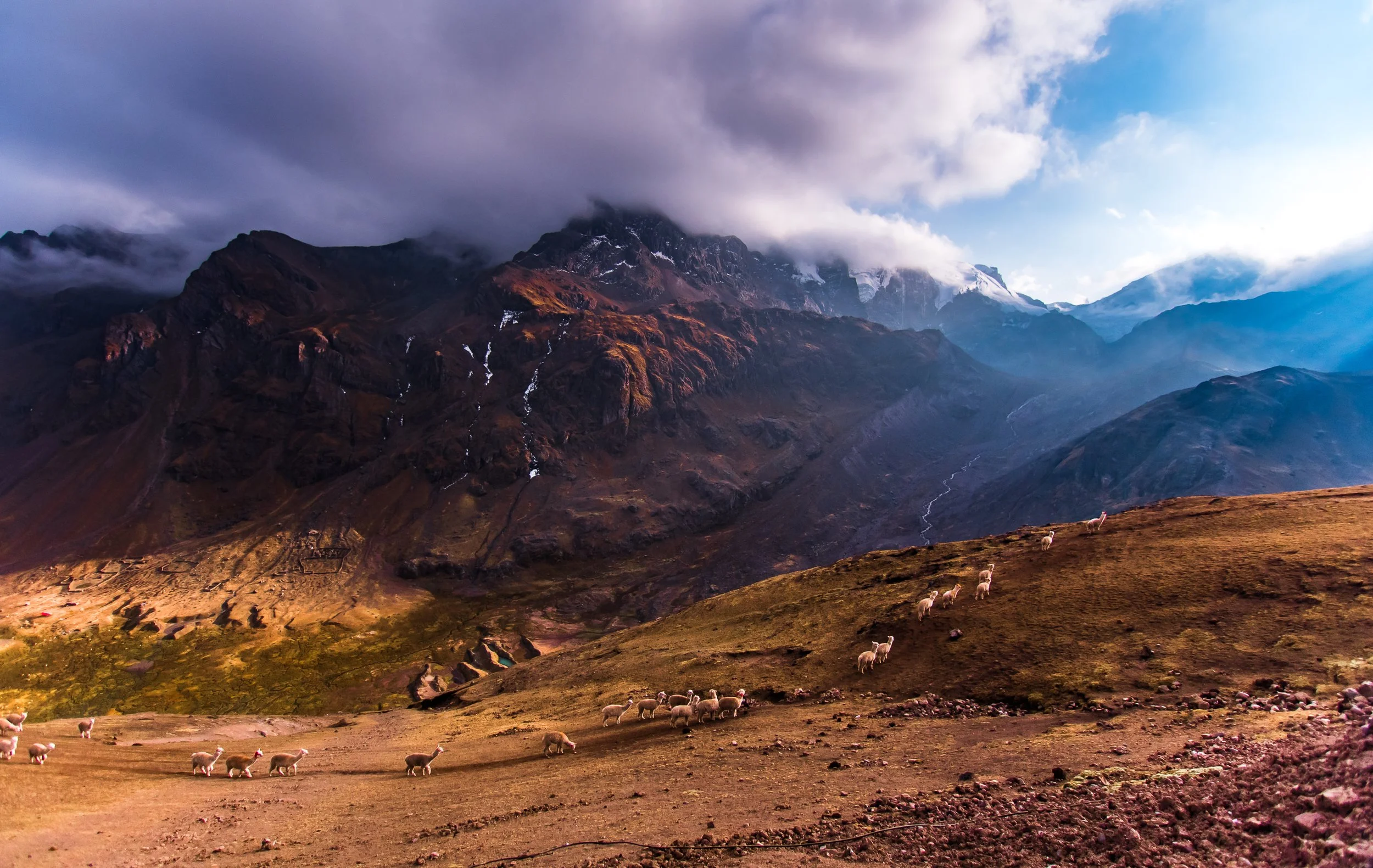 Alpacas of the High Andes by Keltan Lawler