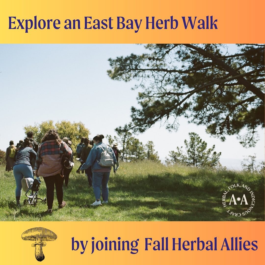 Fall Herbal Allies is quickly approaching with classes beginning Thursday October 5th!

🍁 Join us as we discover seasonal plant allies, medicine making techniques, and engage deeply with one herbal ally of your choice as we journey together through 