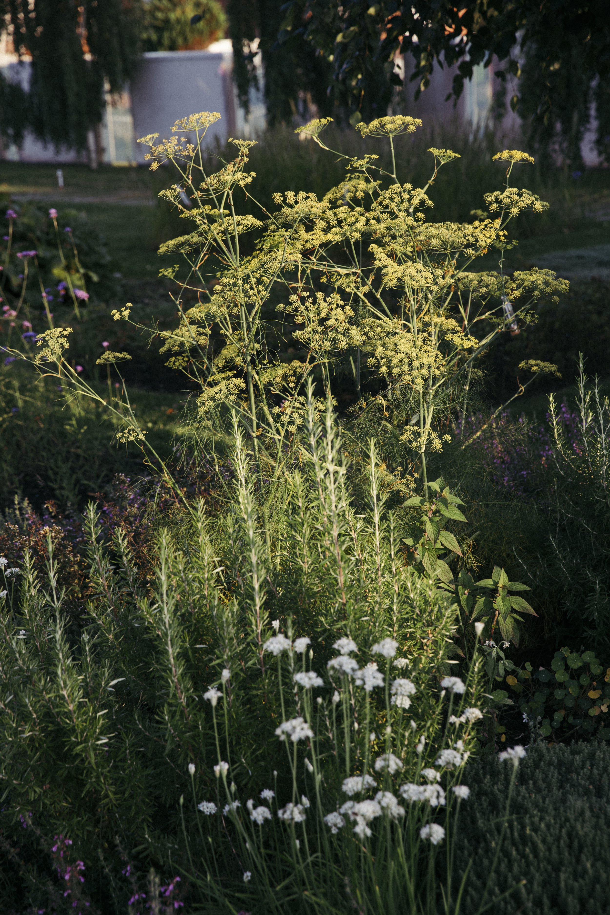 Plantetegning | Botanisk Tegneworkshop med Micha Karlslund i Glas HAVEN