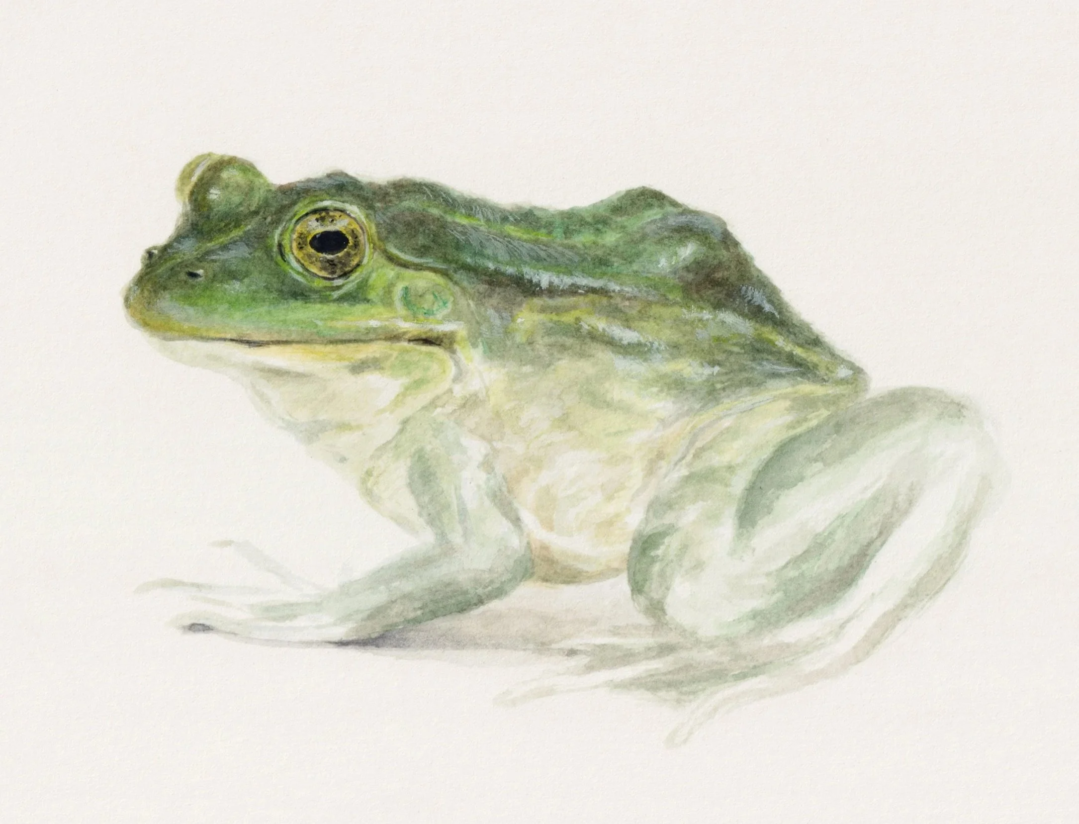 L'OEIL batracien - 2020, watercolour, 20 x 30 cm - private collection