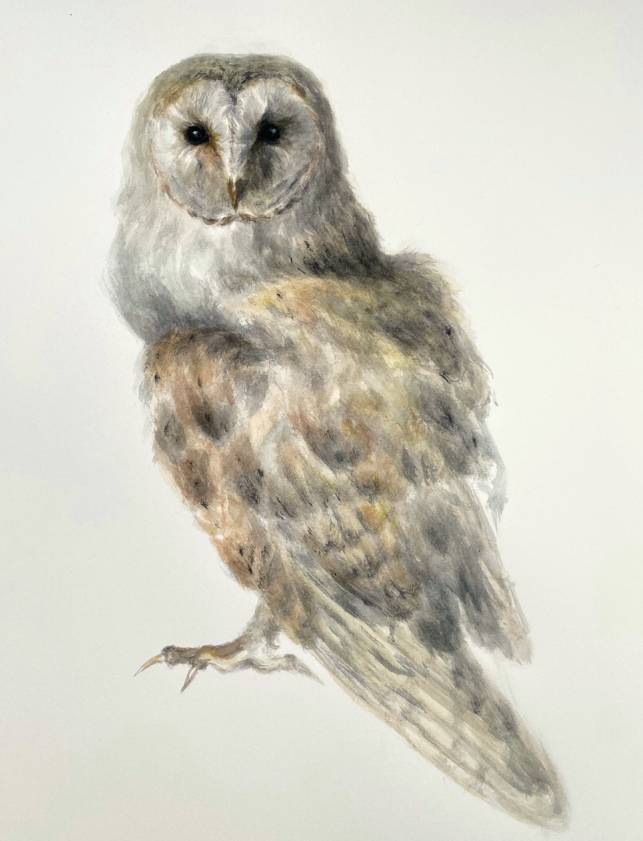 CHOUETTE mais empaillée - 2021, watercolour, 40 x 30 cm - private collection