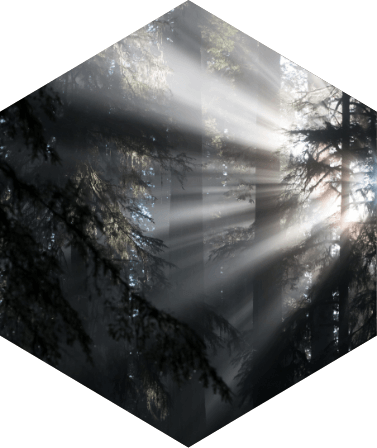 Sonnenstrahlen dringen durch einen Wald mit hohen Bäumen, erzeugen Lichtstrahlen.