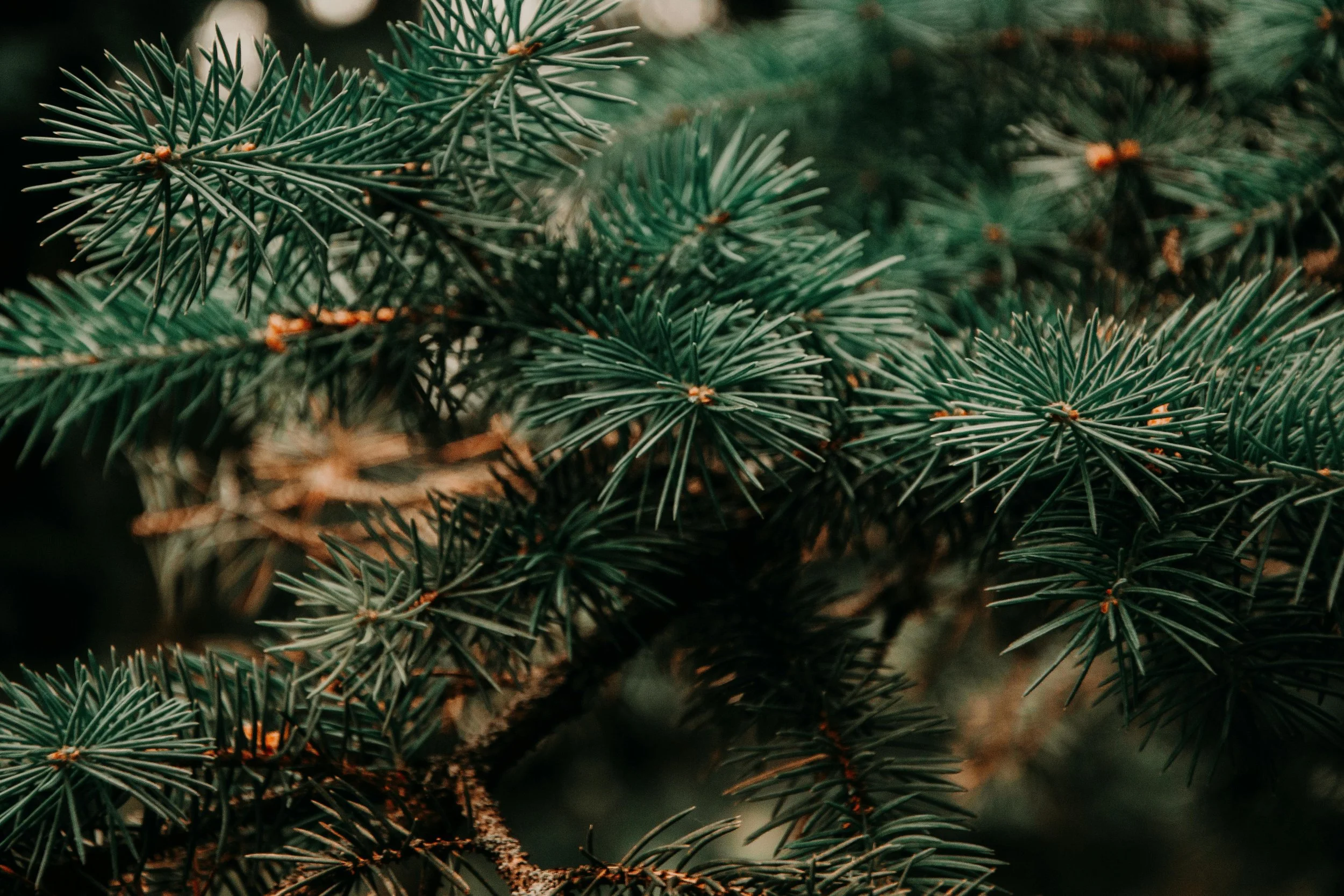 pexels-iriser-943900.jpg