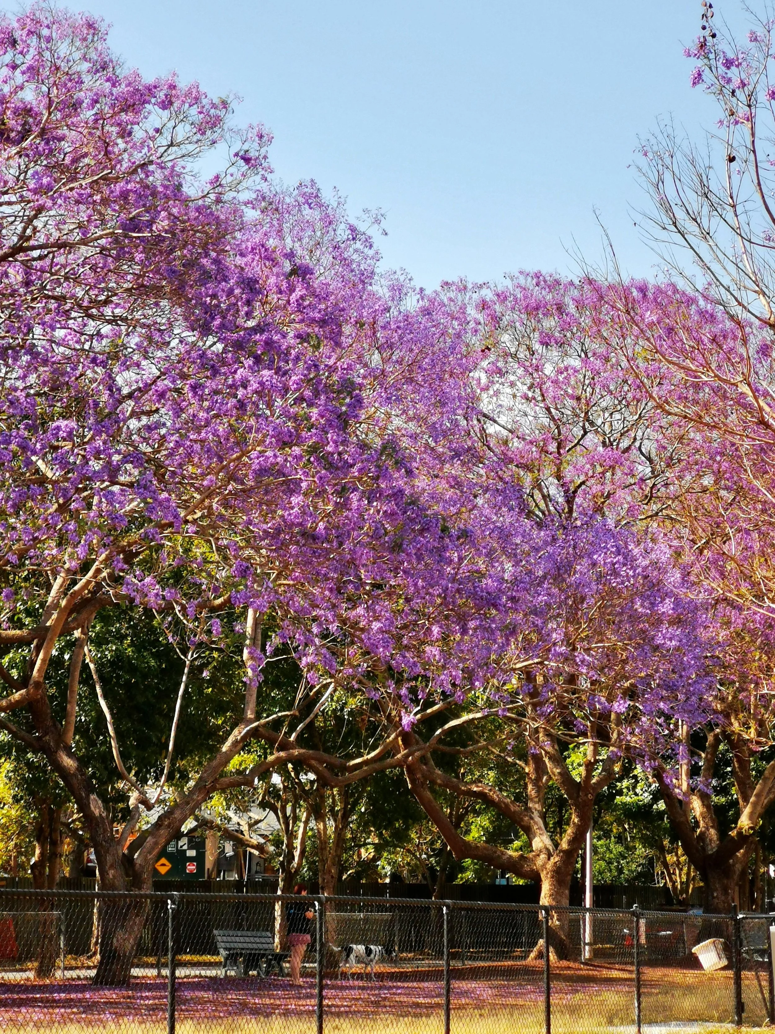 A park with tall trees that have purple flowers, some trees with no leaves, a black chain-link fence, a person with a dog, benches, and filtered sunlight.