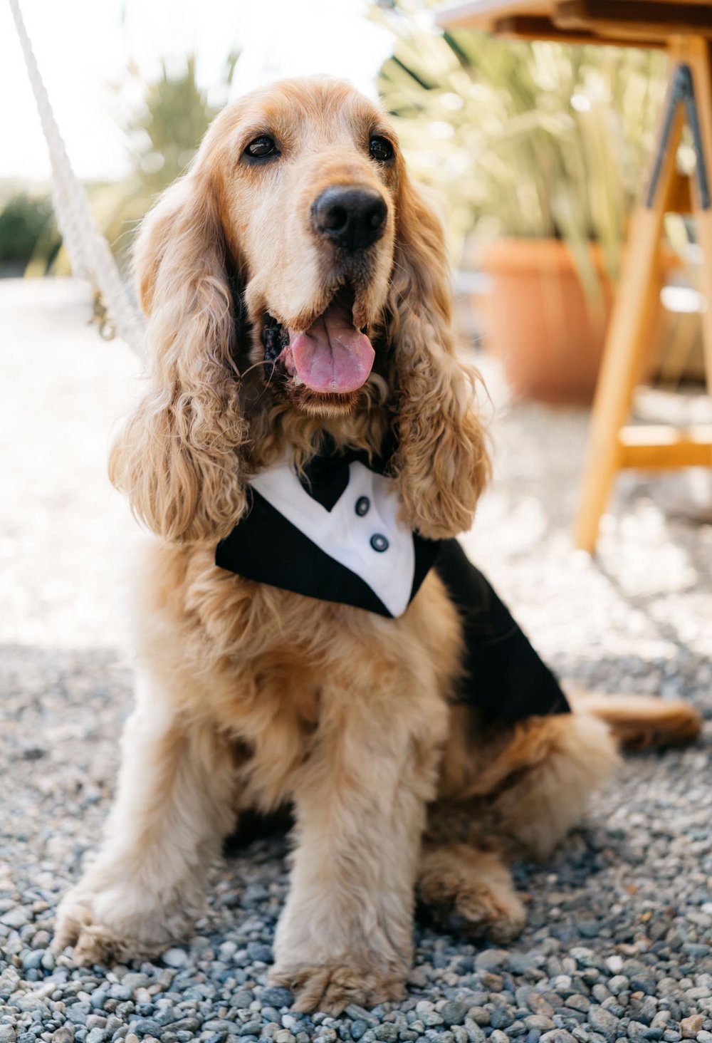 00020Castello Mercenasco Matrimonio Studio Bandiera.jpg