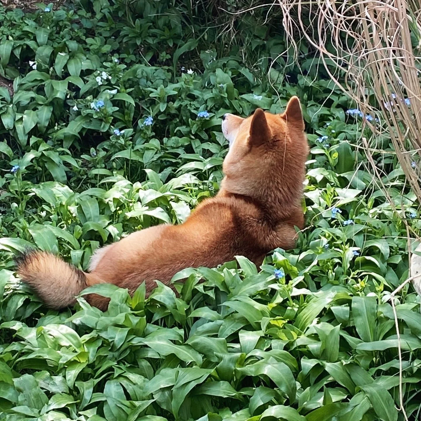 Happy Easter to those who celebrate, and happy long weekend to all 🥂

Currently in my happy place, my garden - Ruby the shiba in tow. Spring has truly sprung and the colours are sensational. I hope you&rsquo;re all finding time to do something you l