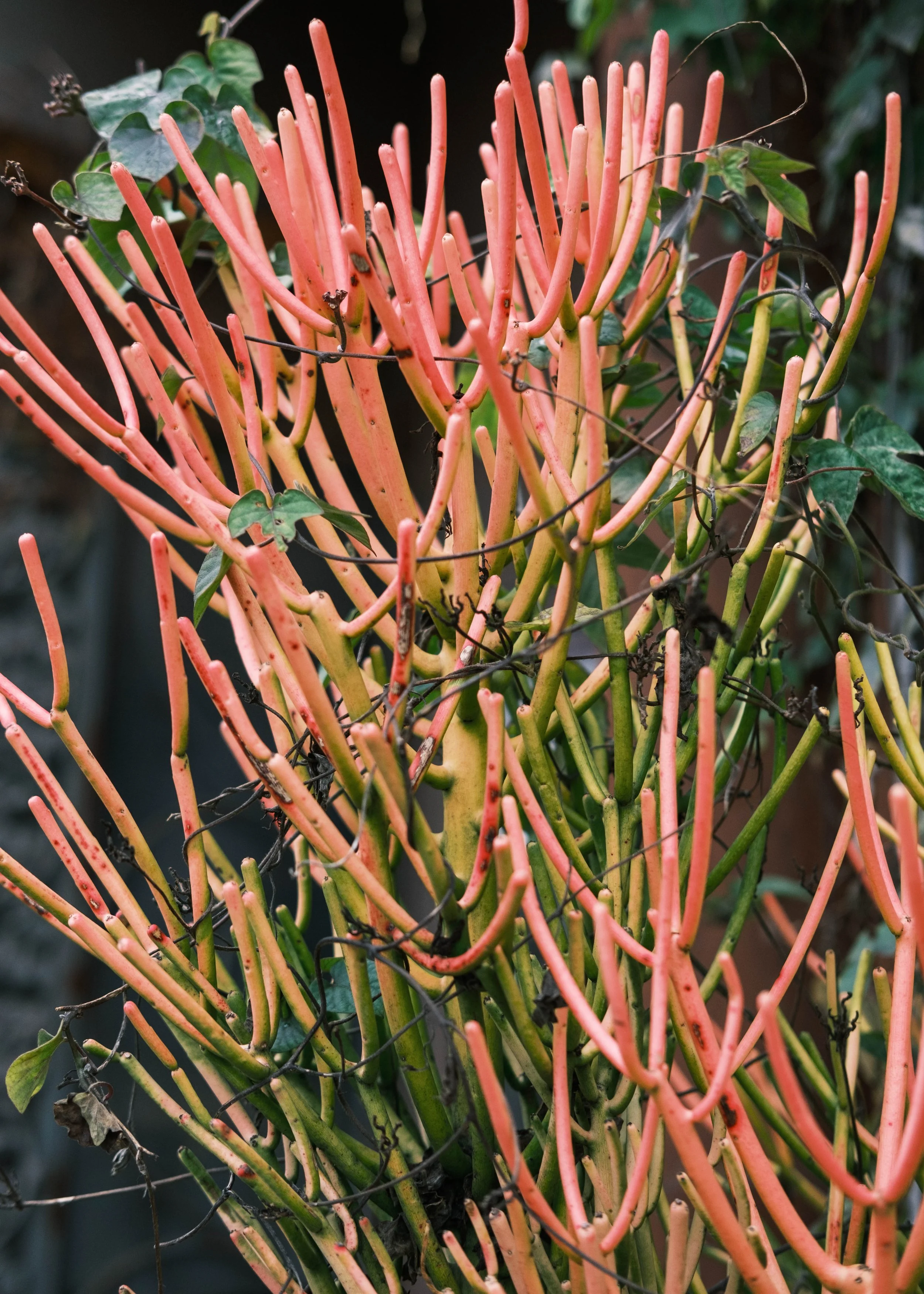 DSCF4306.jpg