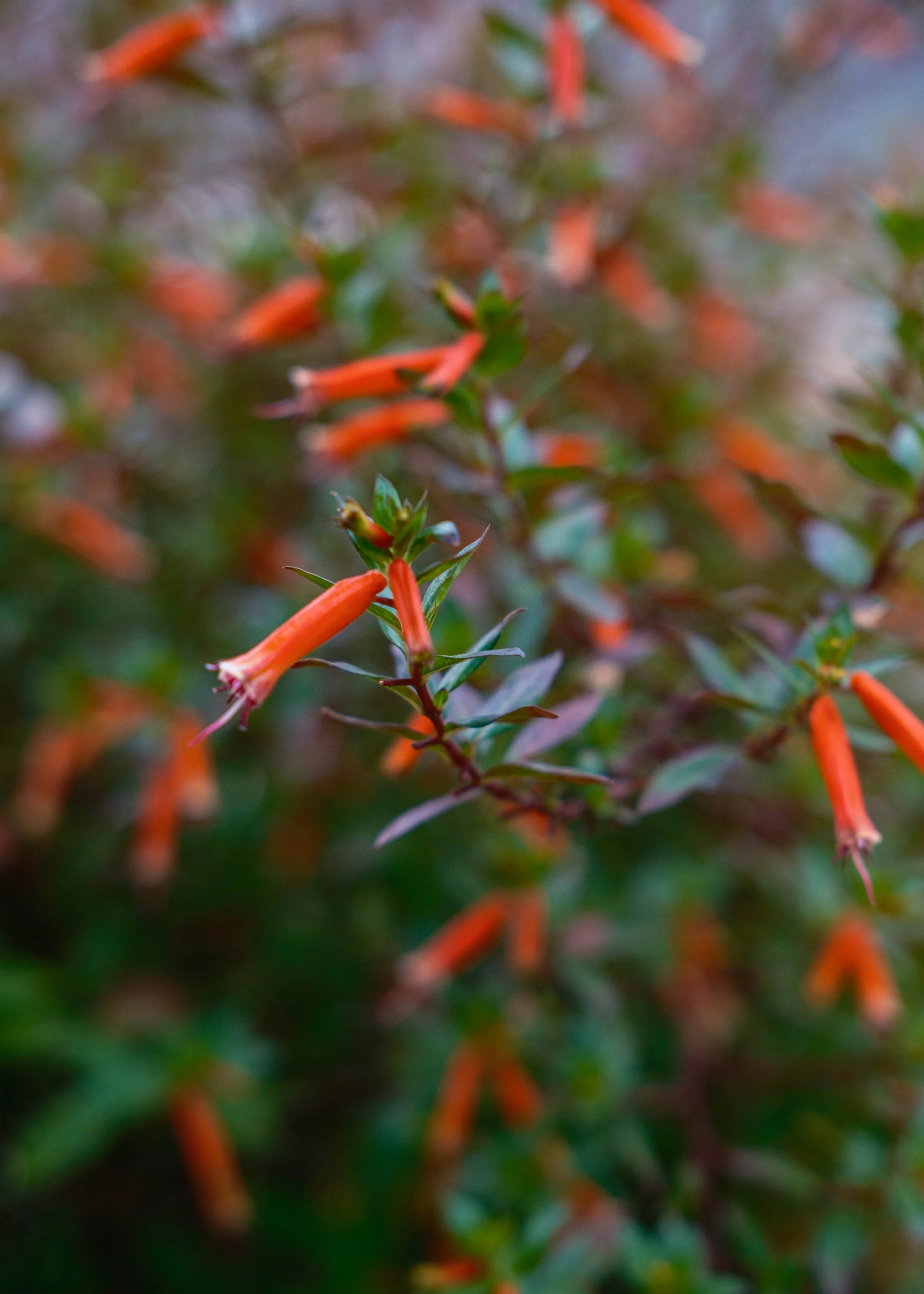 DSCF4307.jpg