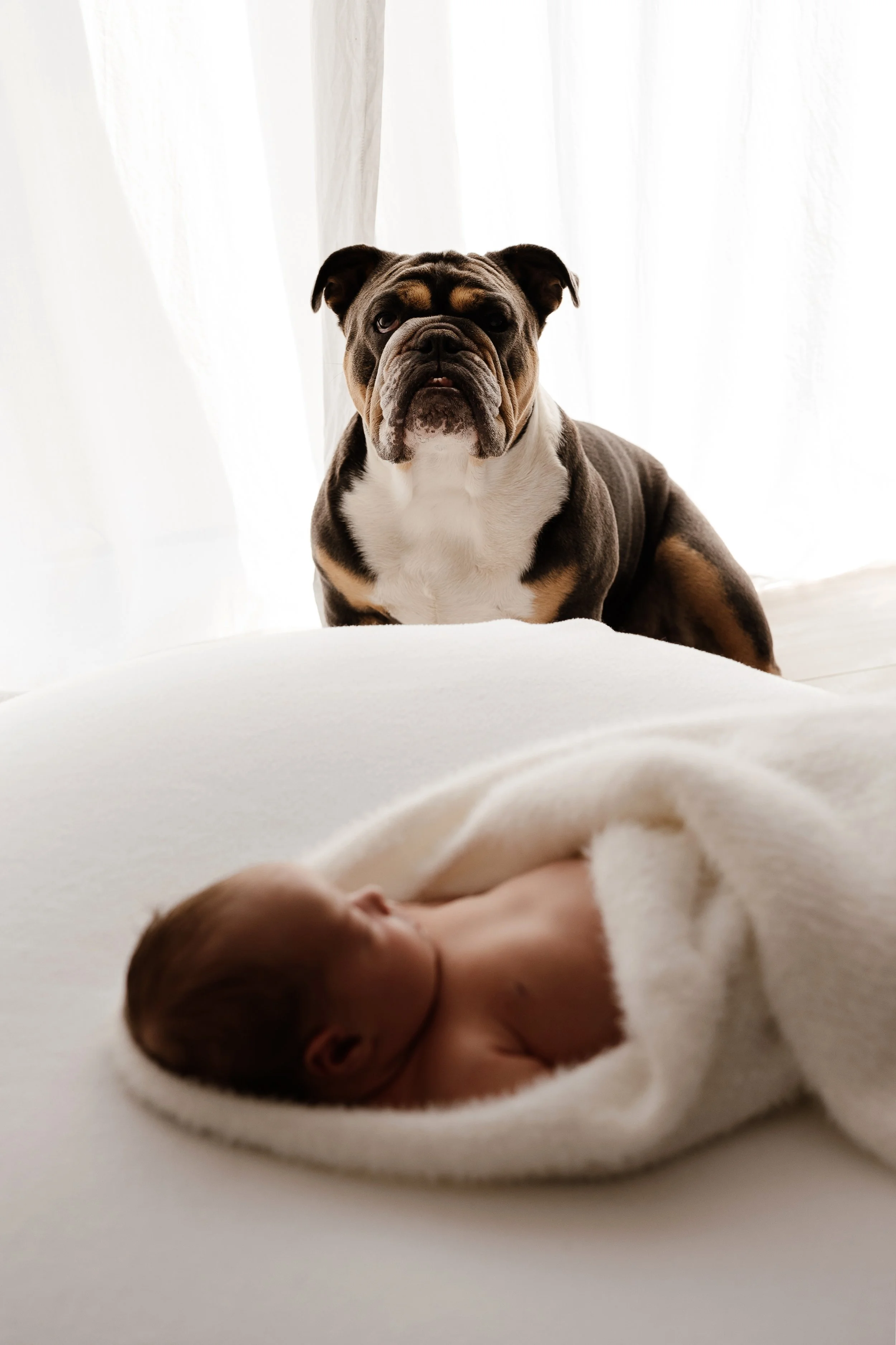 Newborn baby wrapped in a soft blanket on a bed, with the family dog watching gently in the background by the window.