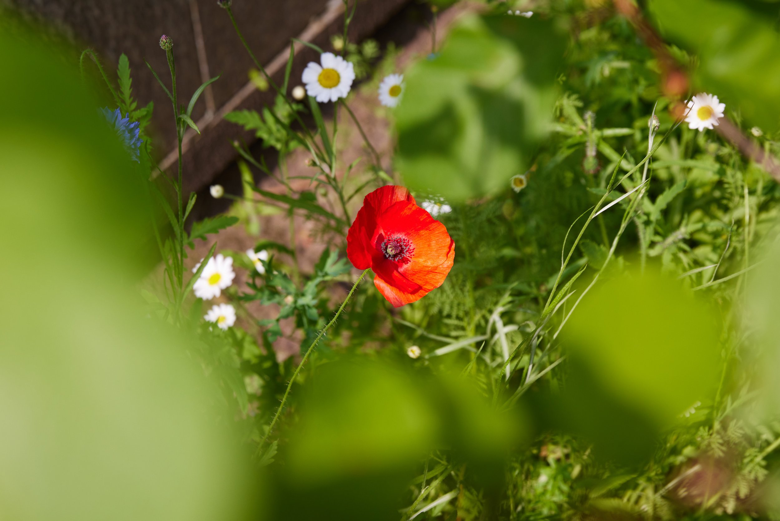 Wildlife Gardening Club “Wildflower BioBlitz”