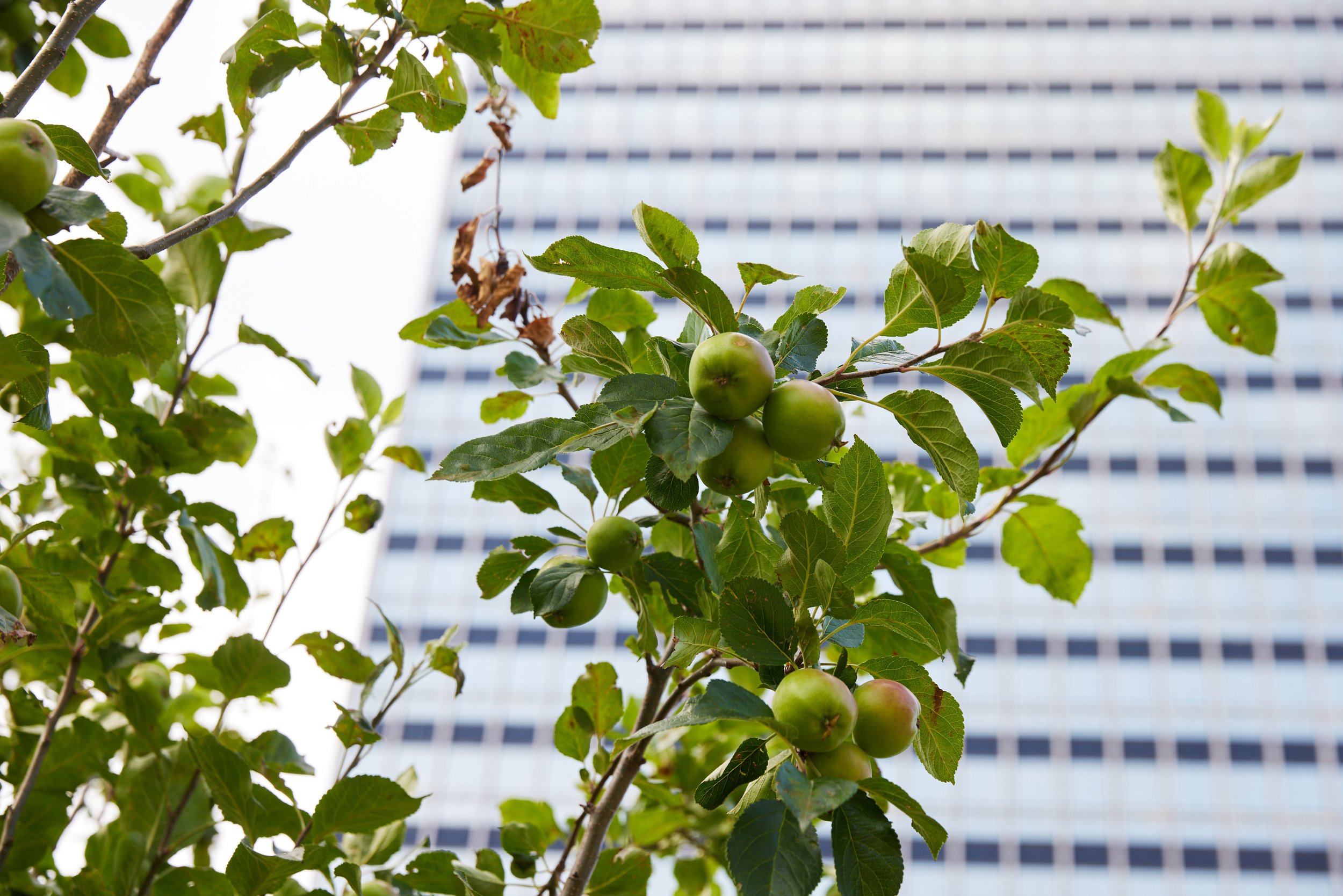 Wildlife Gardening Club “Fruit Trees for Small Spaces”