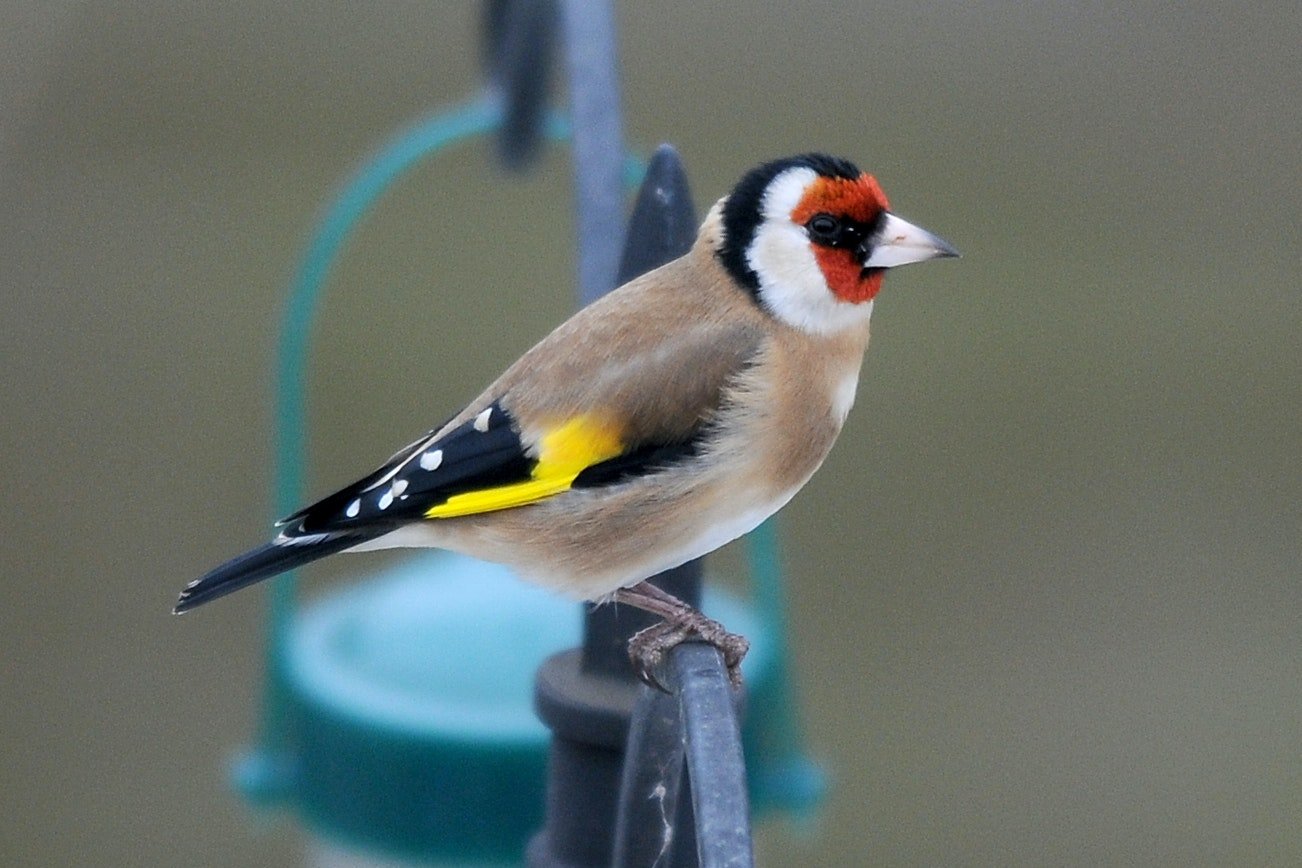 Wildlife Gardening Club “Urban Birdwatching Walk”