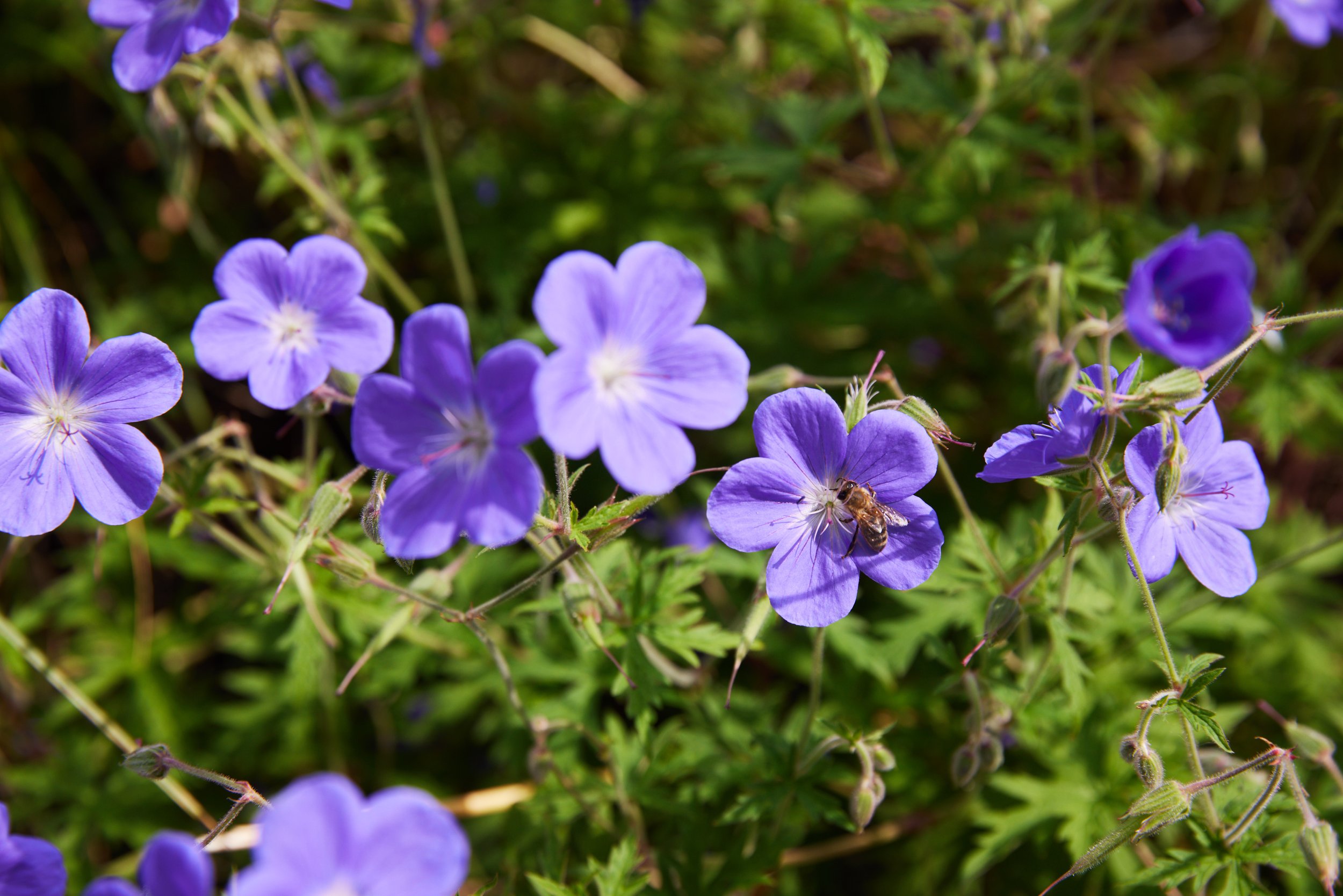 Wildlife Gardening Club “Plants for Pollinators”