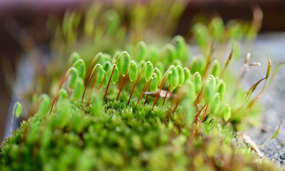 Wildlife Gardening Club “Moss Safari”