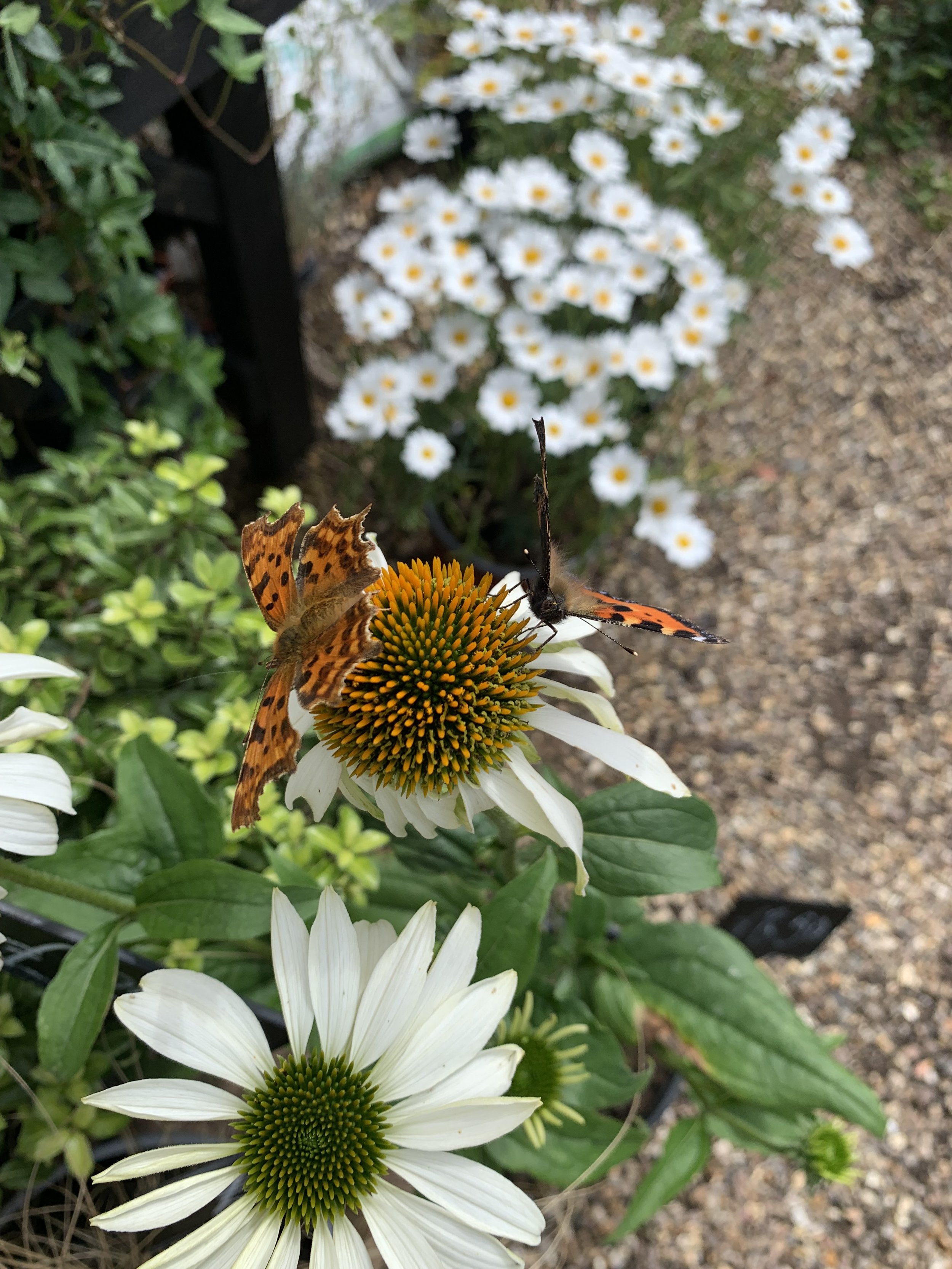 Wildlife Gardening Club “The Big Butterfly Count 2025”