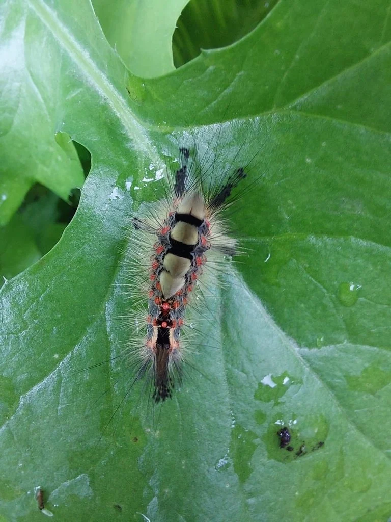 Wildlife Gardening Sessions “Designing a Moth Garden”