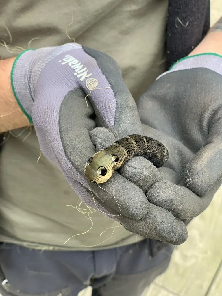 Wildlife Gardening Sessions “Planting a Moth Garden”