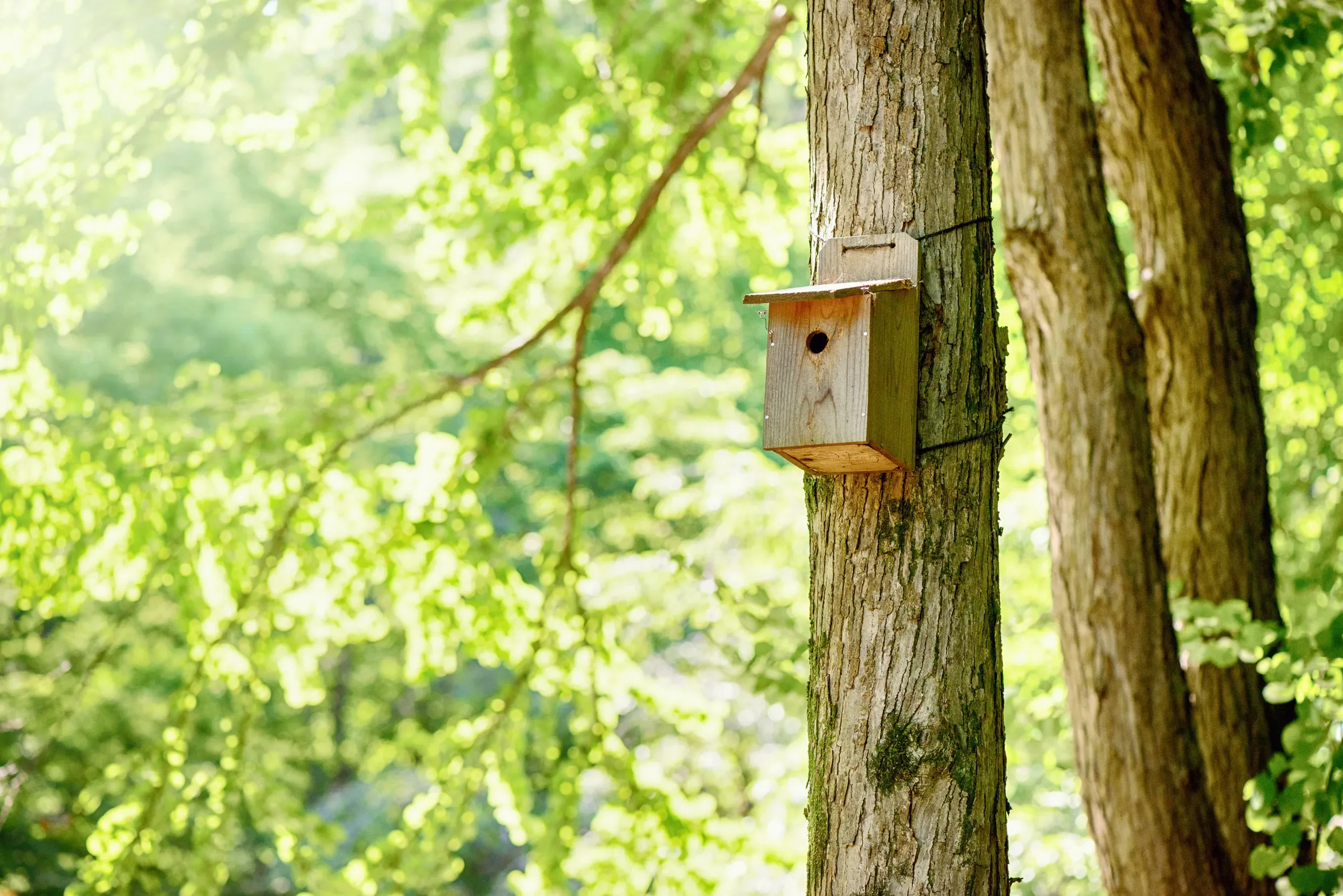 Wildlife Gardening Club “Build a Bird Box with RSPB”