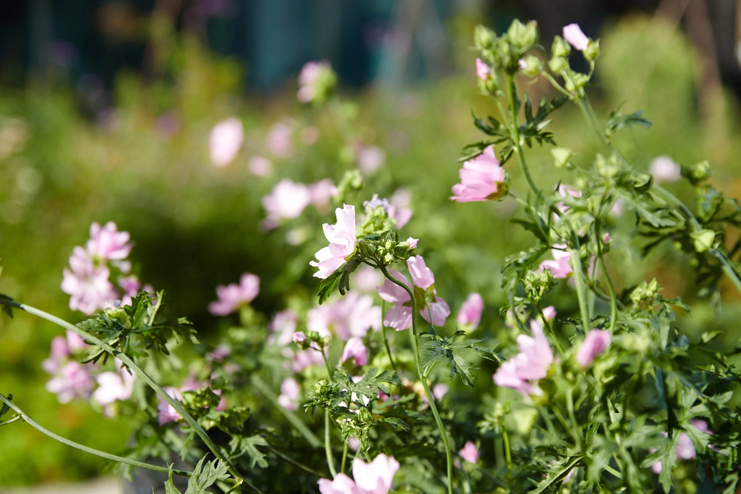 Wonderful Wildflowers (National Trust)