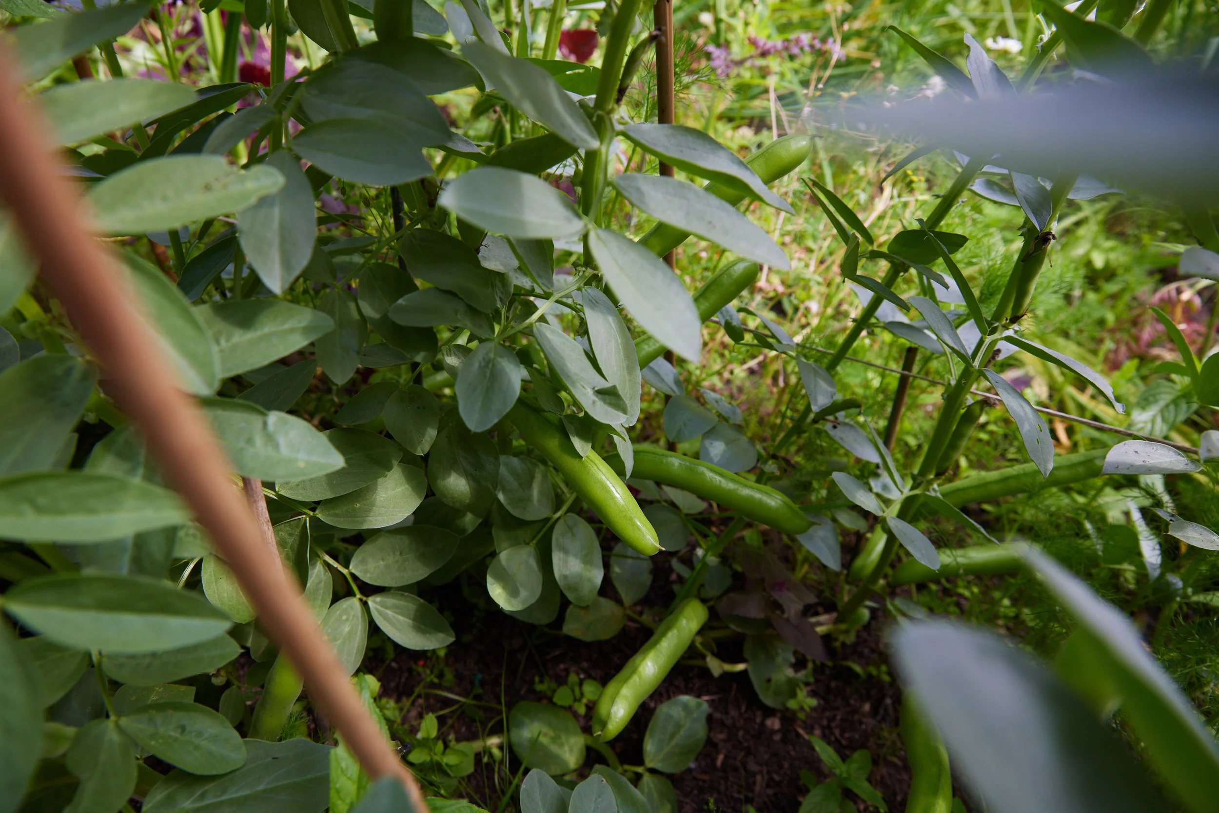 Flat to Fork, Food Growing Workshop (National Trust)