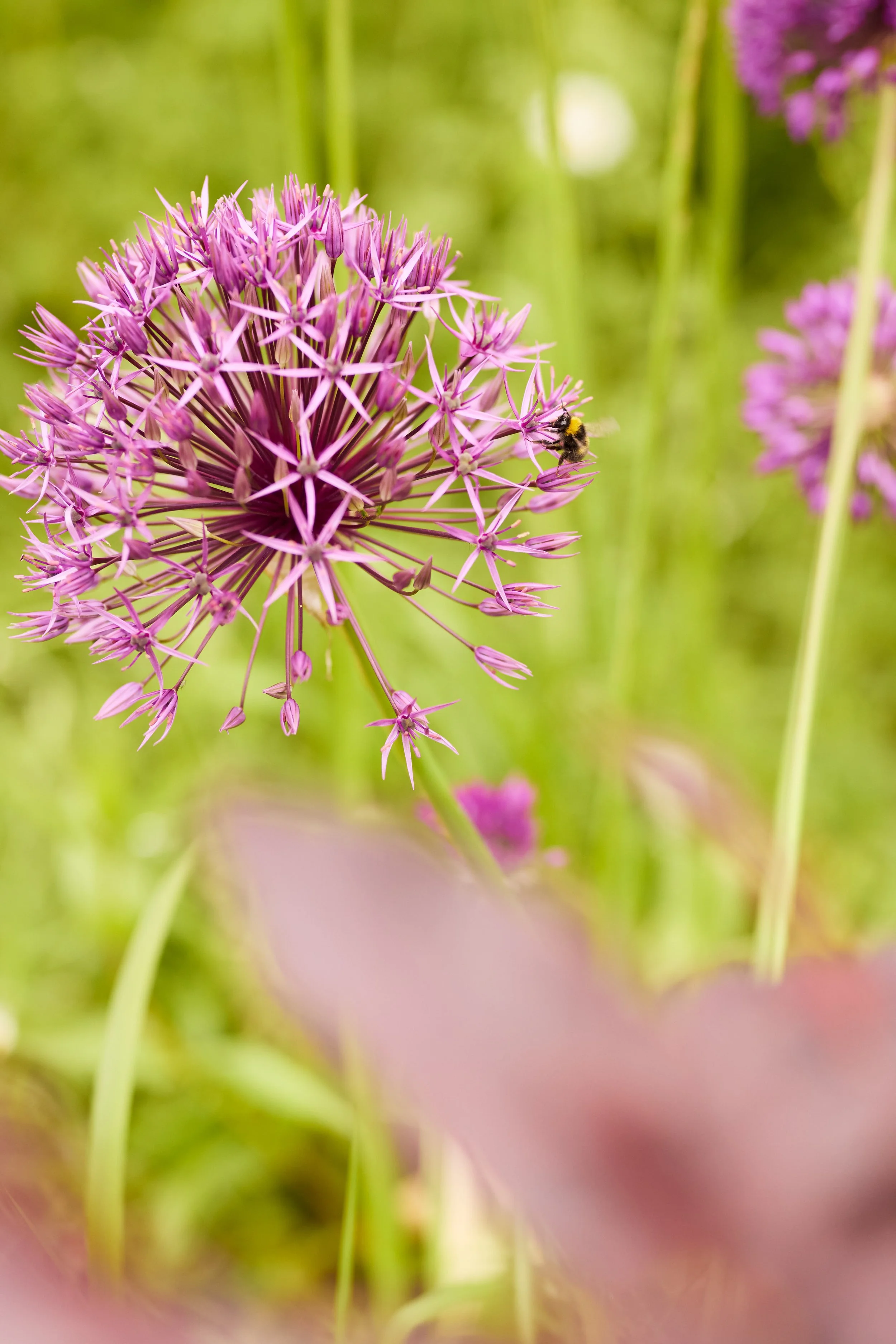Wild about Wildlife Workshop (National Trust)