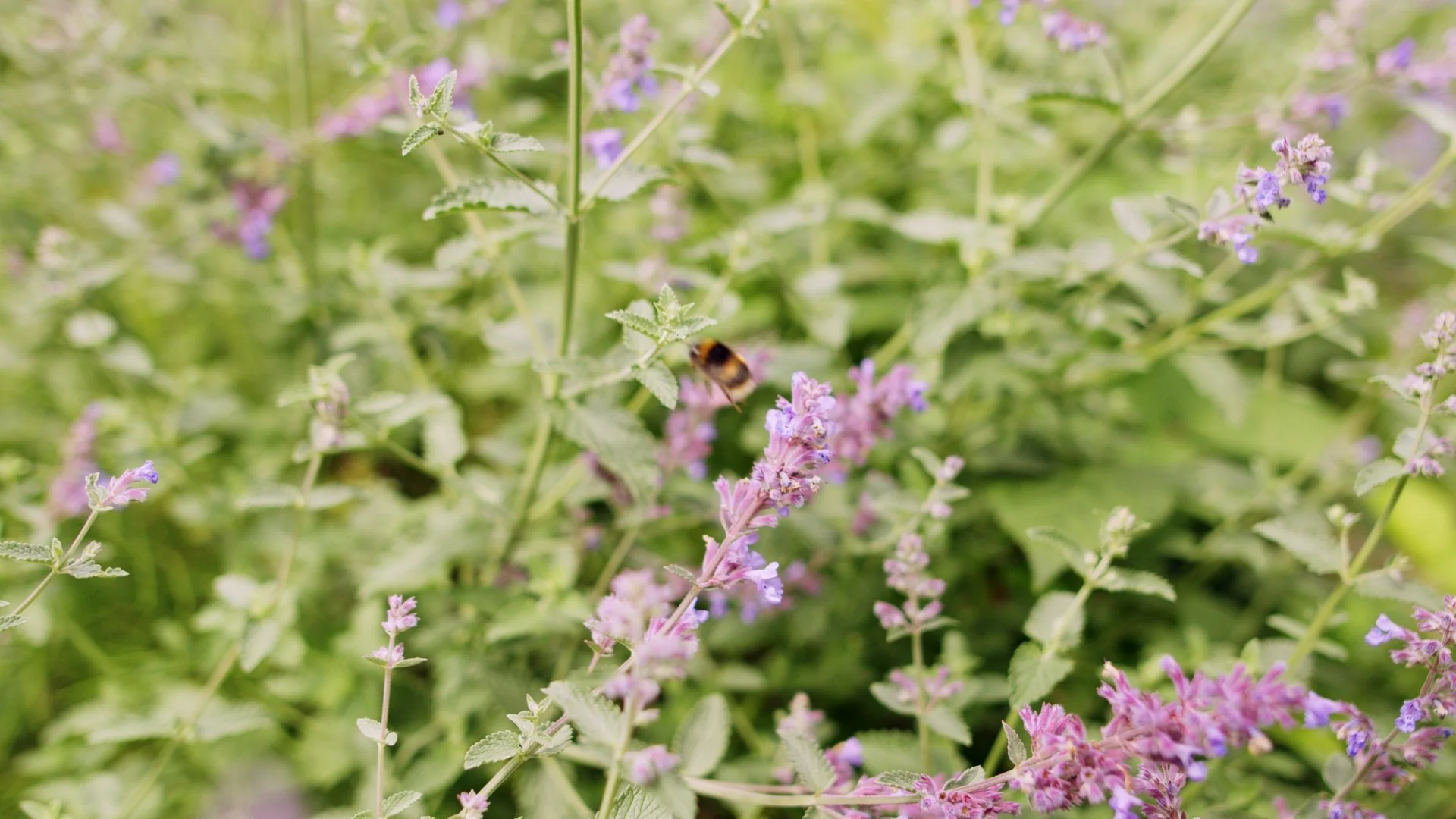 The Urban Pollinator Garden at Manchester Flower Festival 2026