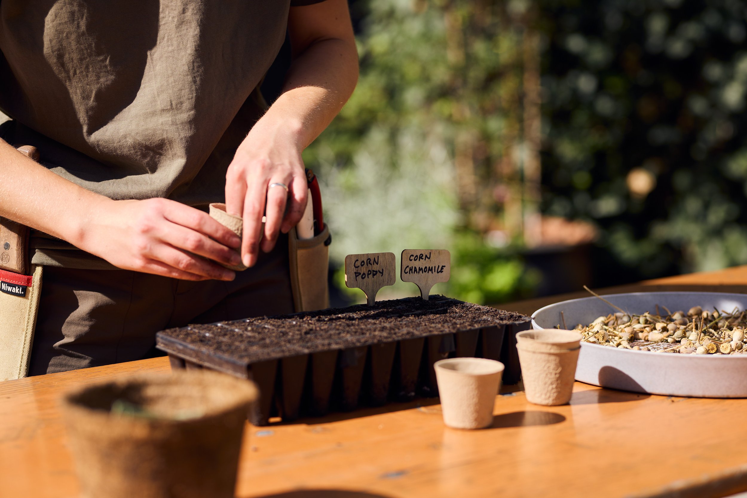 Sowing for Second Spring - Veg to Grow in Autumn and Winter